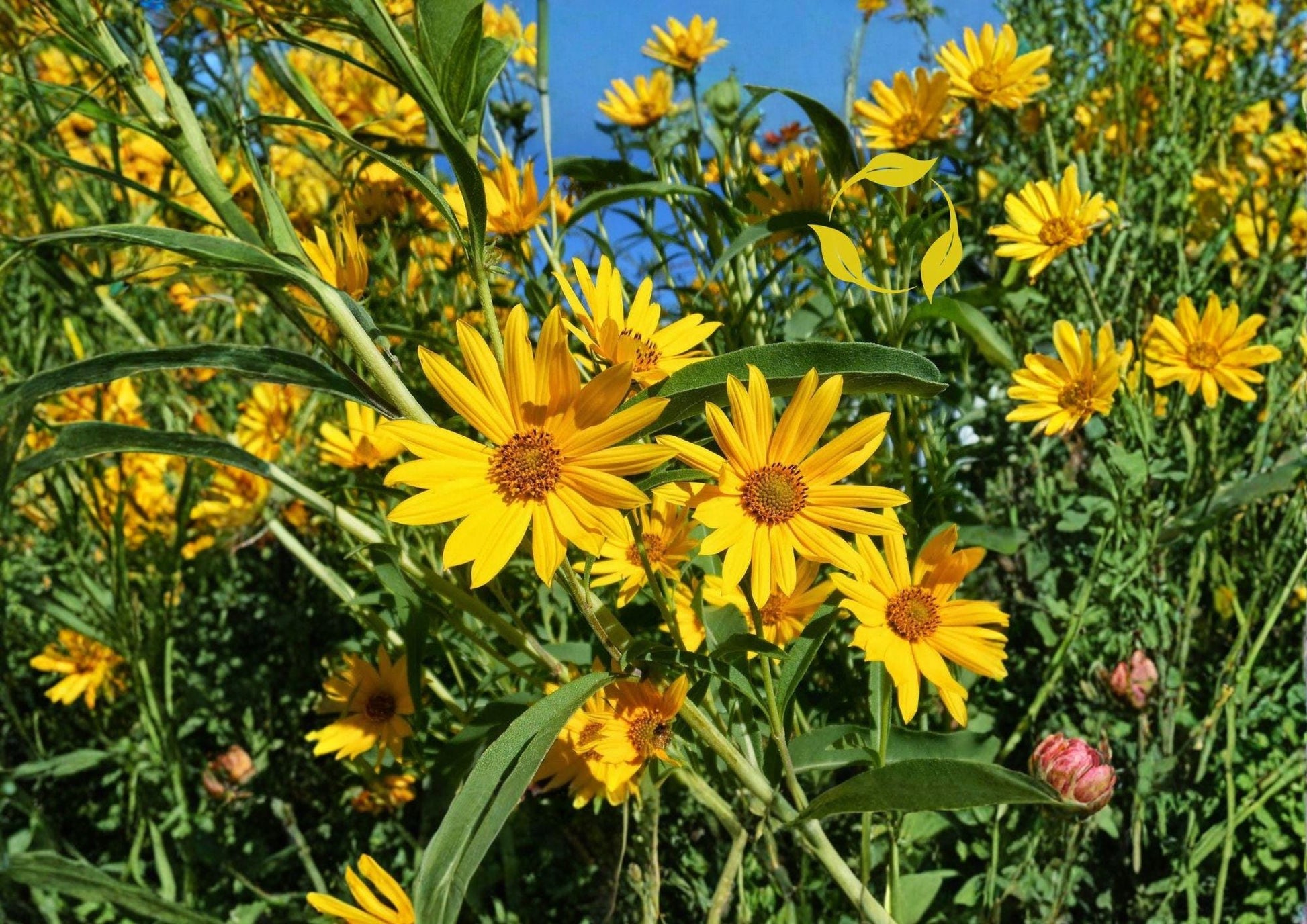 Maximilian Sunflower Seeds | Tall Native Perennial Wildflower for Pollinator Gardens | Helianthus maximiliani 500 Seeds