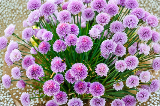 Chives Seeds (Allium schoenoprasum) – Non-GMO Culinary Herb for Gardens, Container Gardening, Herb Beds