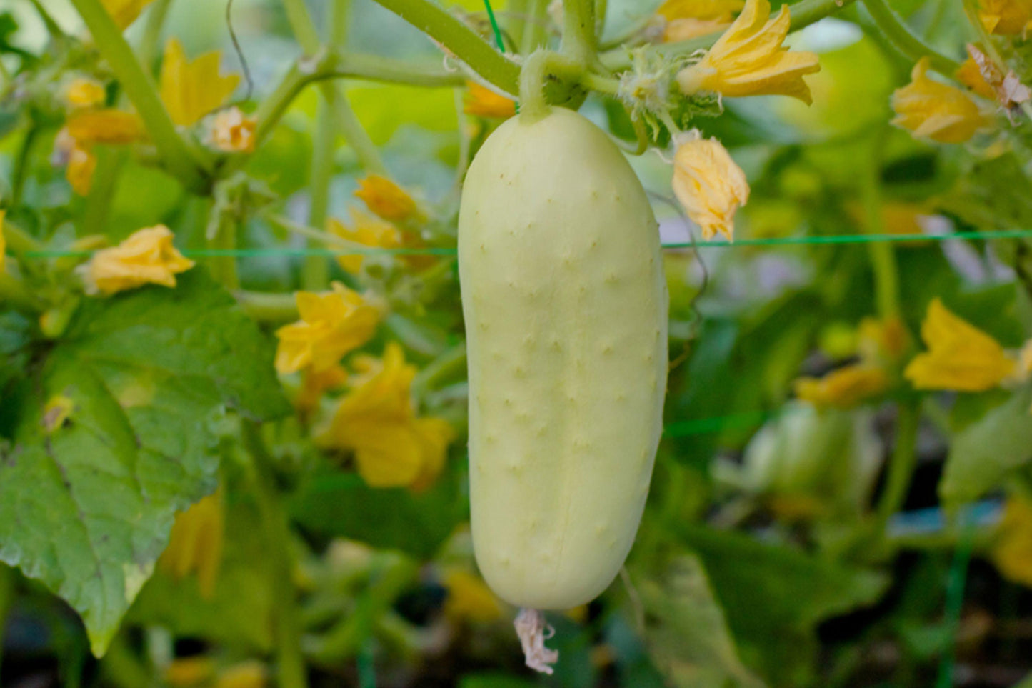 White Wonder Cucumber Seeds - Heirloom, Non-GMO, Crisp Vegetable for Gardens, Salad, Slicing, Cucumis sativus