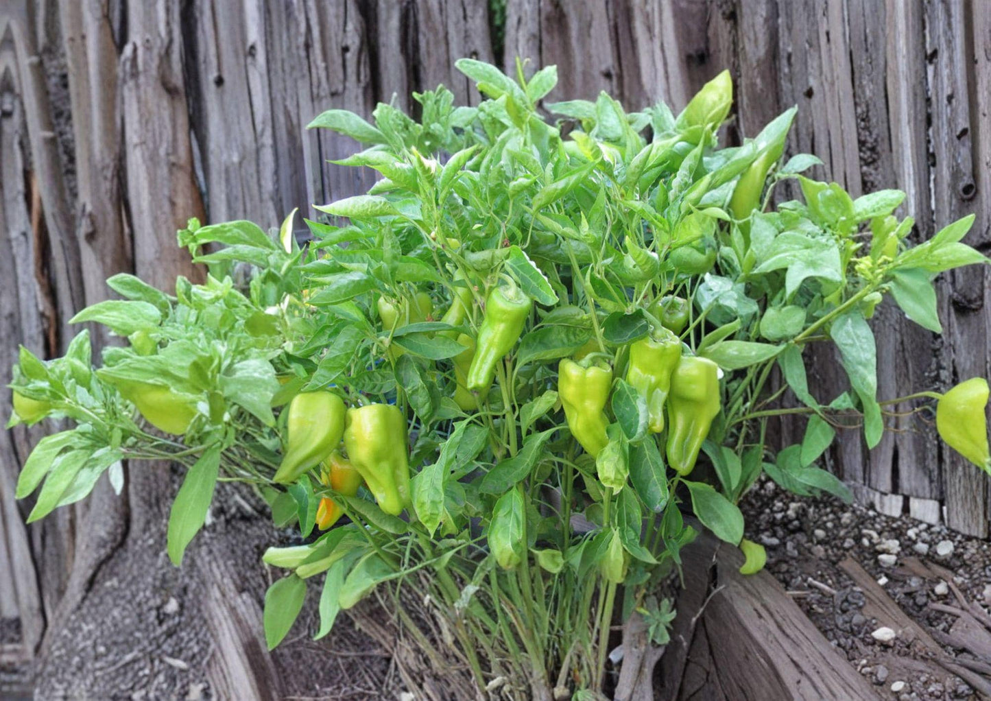 Heirloom Cubanelle Pepper Seeds – Long Light Green Frying Peppers for Garden, Culinary, Capsicum annuum