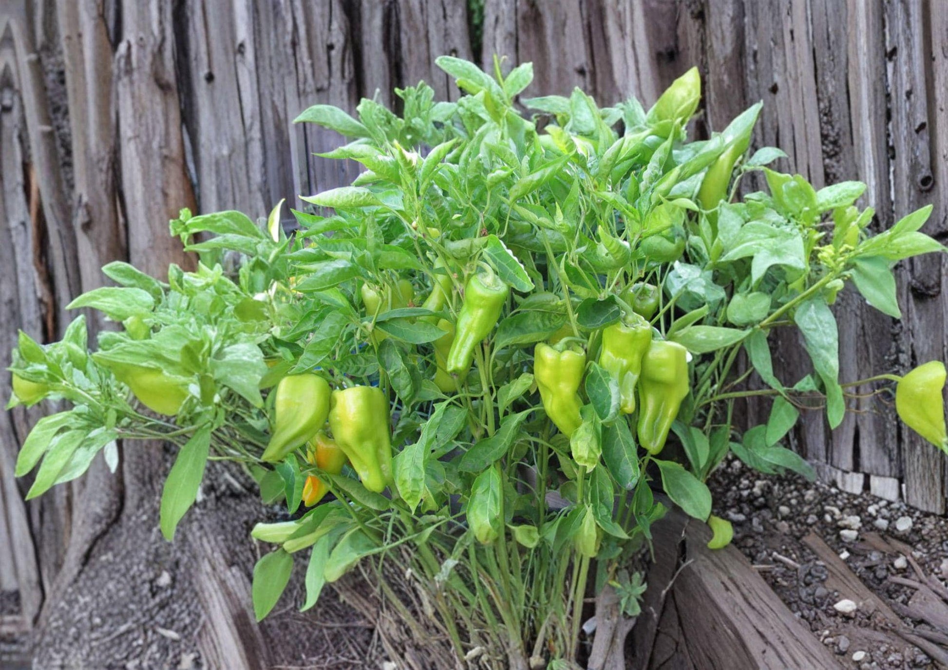 Heirloom Cubanelle Pepper Seeds – Long Light Green Frying Peppers for Garden, Culinary, Capsicum annuum
