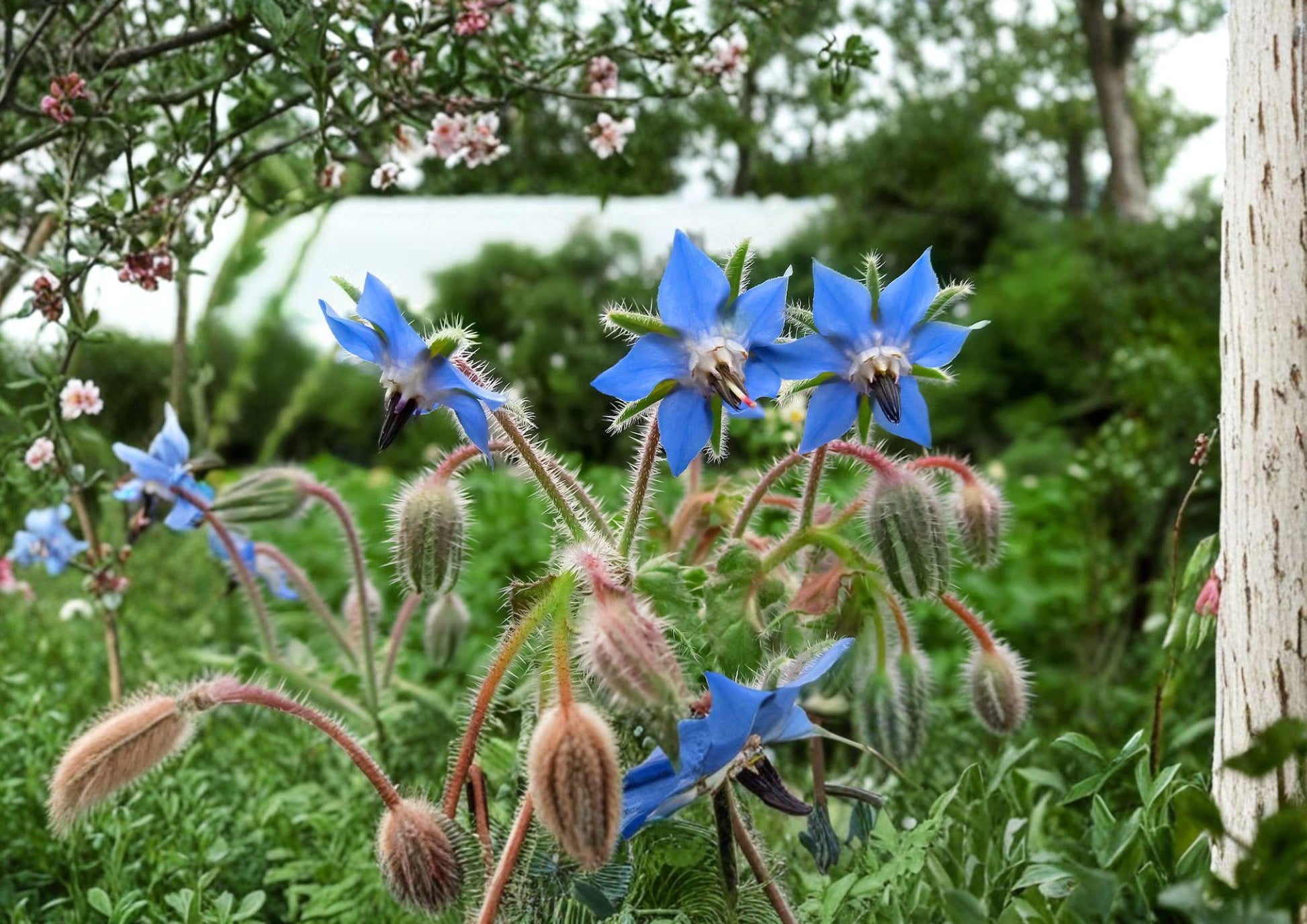 Heirloom Borage Seeds – Edible Blue Star Flowers, Pollinator Friendly Herb Seed Pack, Annual Plant for Gardens and Edible Uses