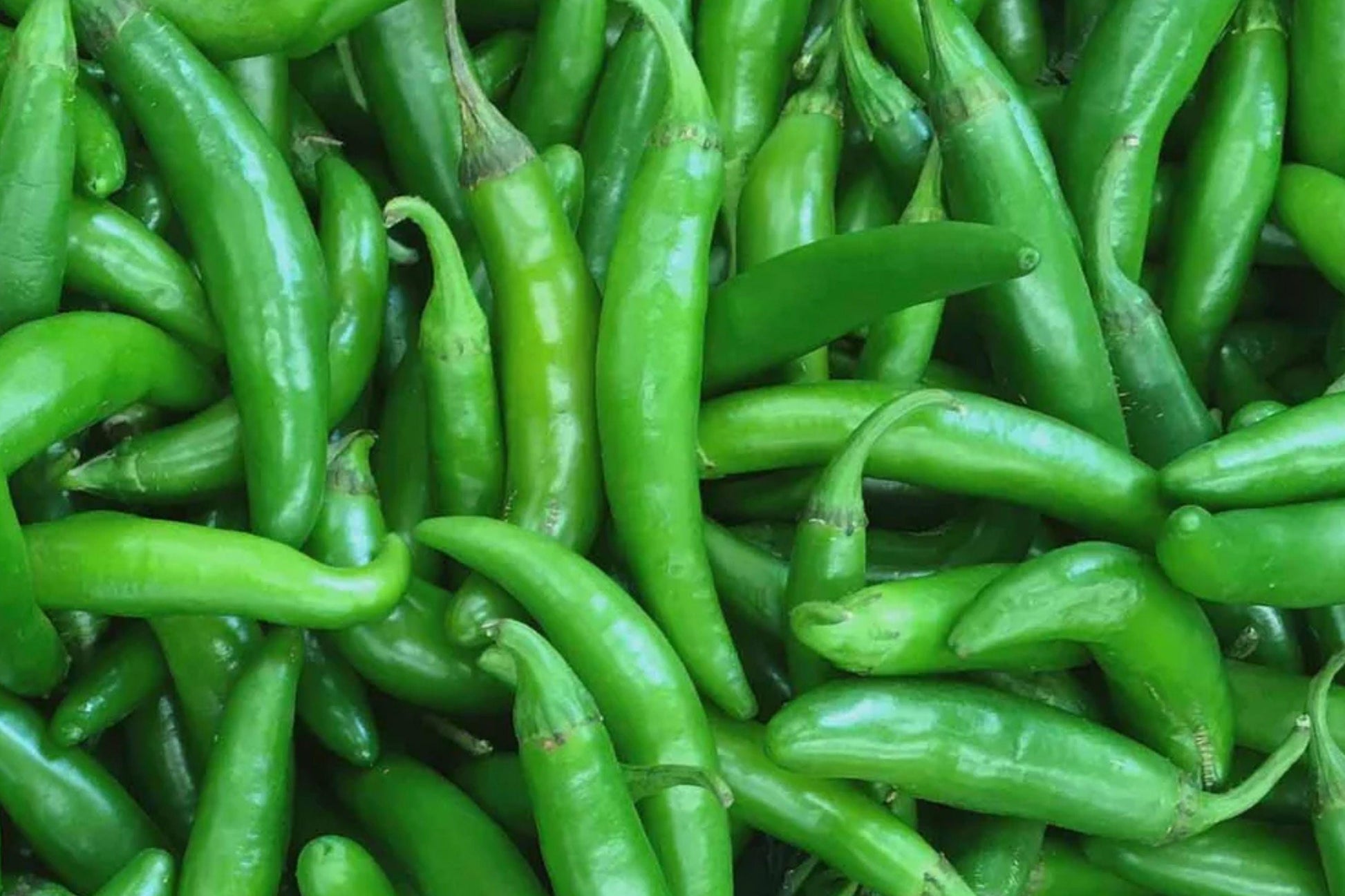 Serrano Tampiqueno Hot Pepper Seeds – Heirloom Spicy Chili Variety for Salsas, Hot Sauces, and Fresh Use