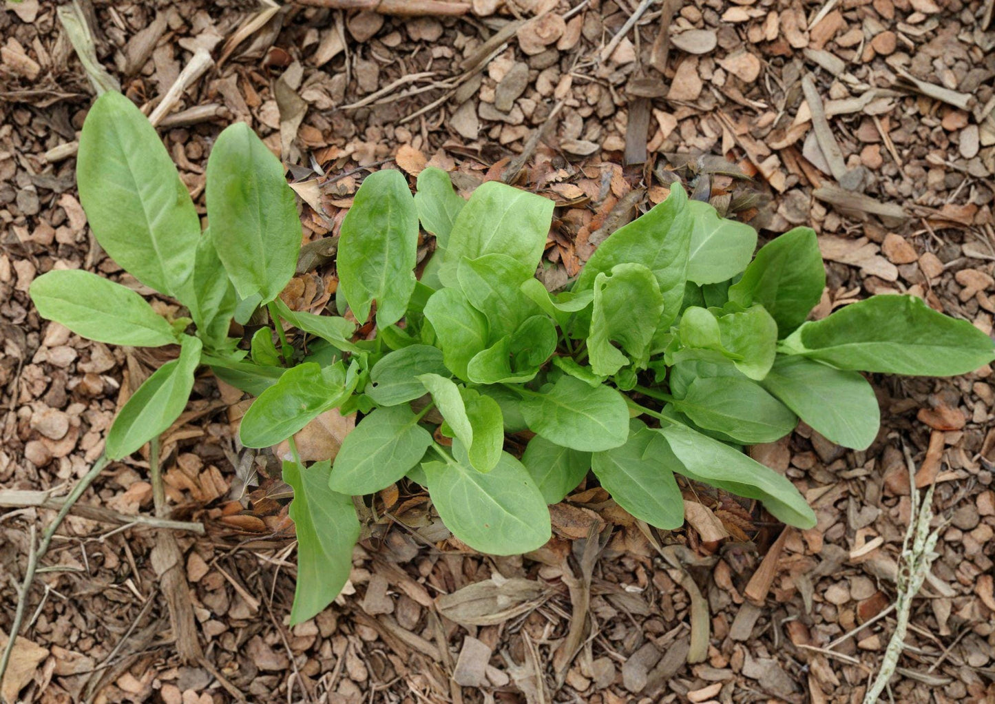 Large Leaf Sorrel Herb Seeds – Heirloom Perennial, Broad Green Leaves, Lemon Flavor, Garden & Container Growing, Rumex scutatus