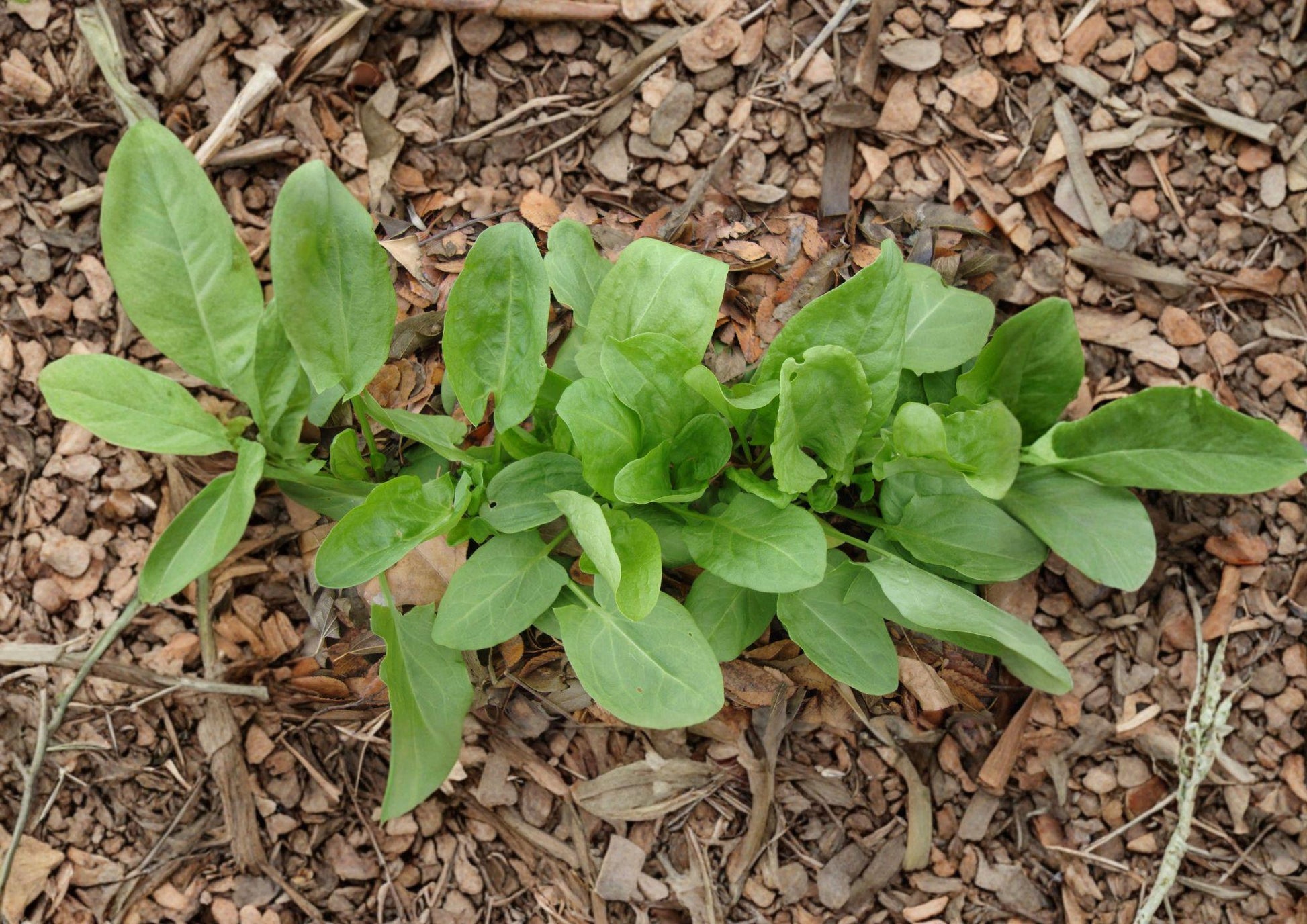 Large Leaf Sorrel Herb Seeds – Heirloom Perennial, Bright Green Leaves, Lemon Flavor, Easy to Grow, Garden & Container Plant
