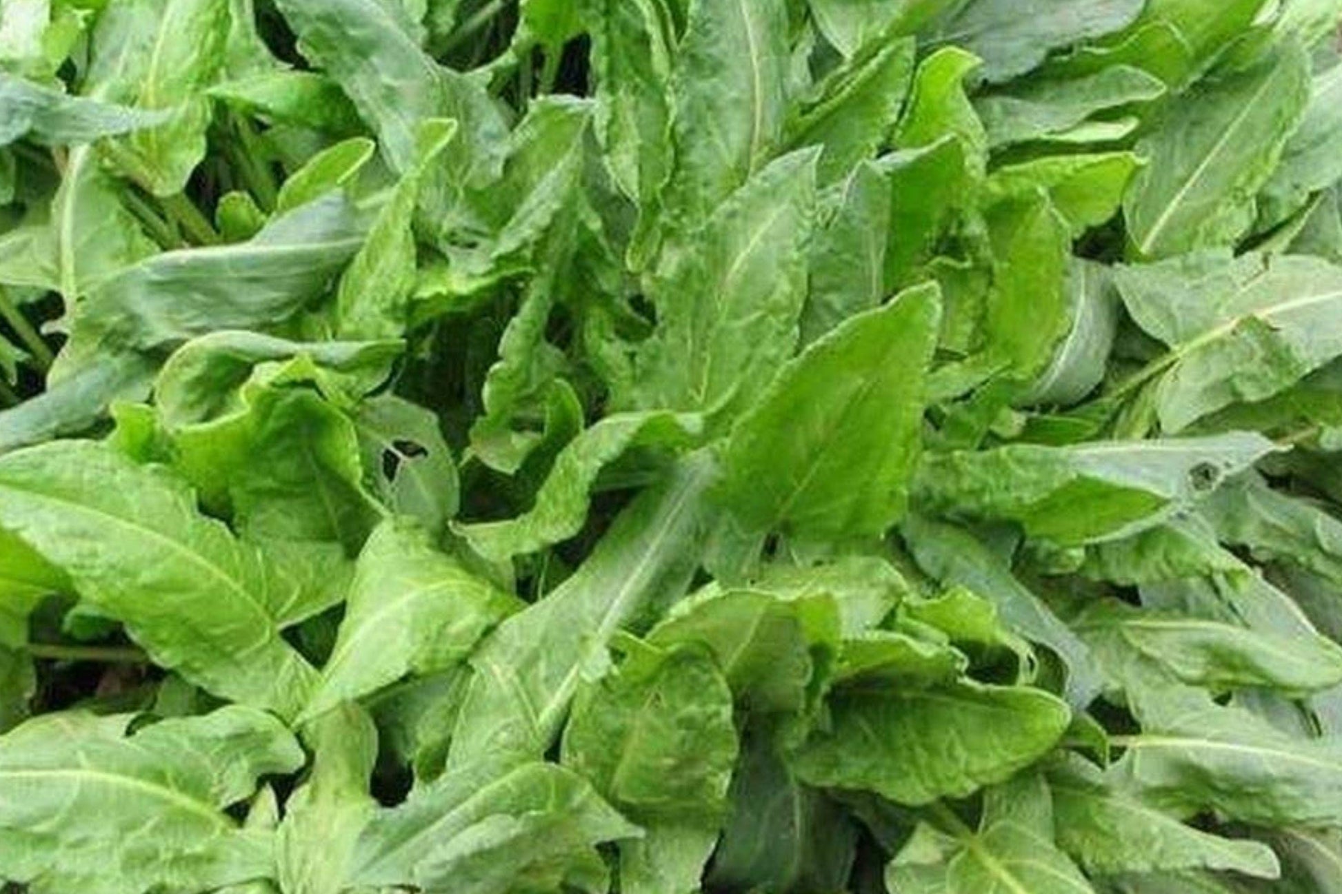 Large Leaf Sorrel Seeds – Heirloom Perennial Herb for Culinary Use, Bright Lemon Flavor, Garden, Salad, Soup, and Garnish