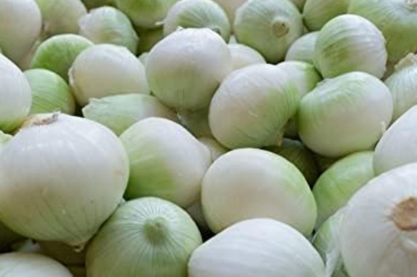 Ringmaster Onion Seeds – Large White Heirloom Vegetable, Allium cepa
