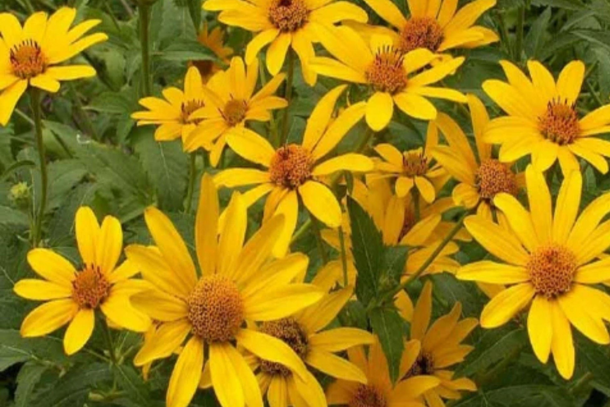 Early Sunflower Seeds – Hardy Perennial Heliopsis helianthoides, Yellow Blooms, 100 Pack