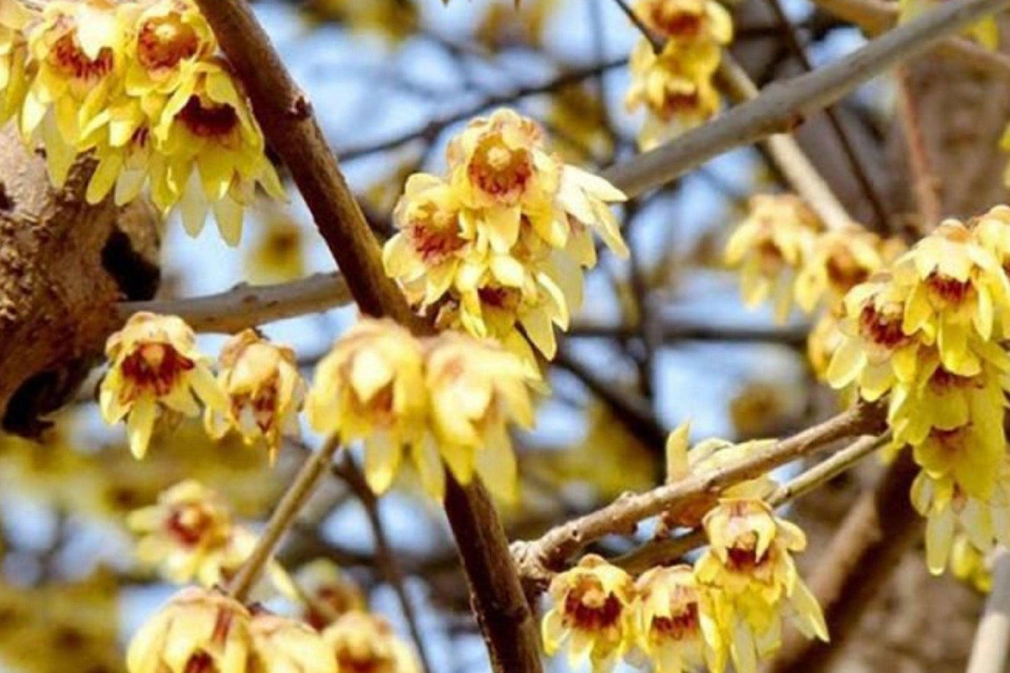 Chimonanthus Praecox Wintersweet Seeds – Fragrant Yellow Winter Blooming Ornamental Shrub, 10 Pack
