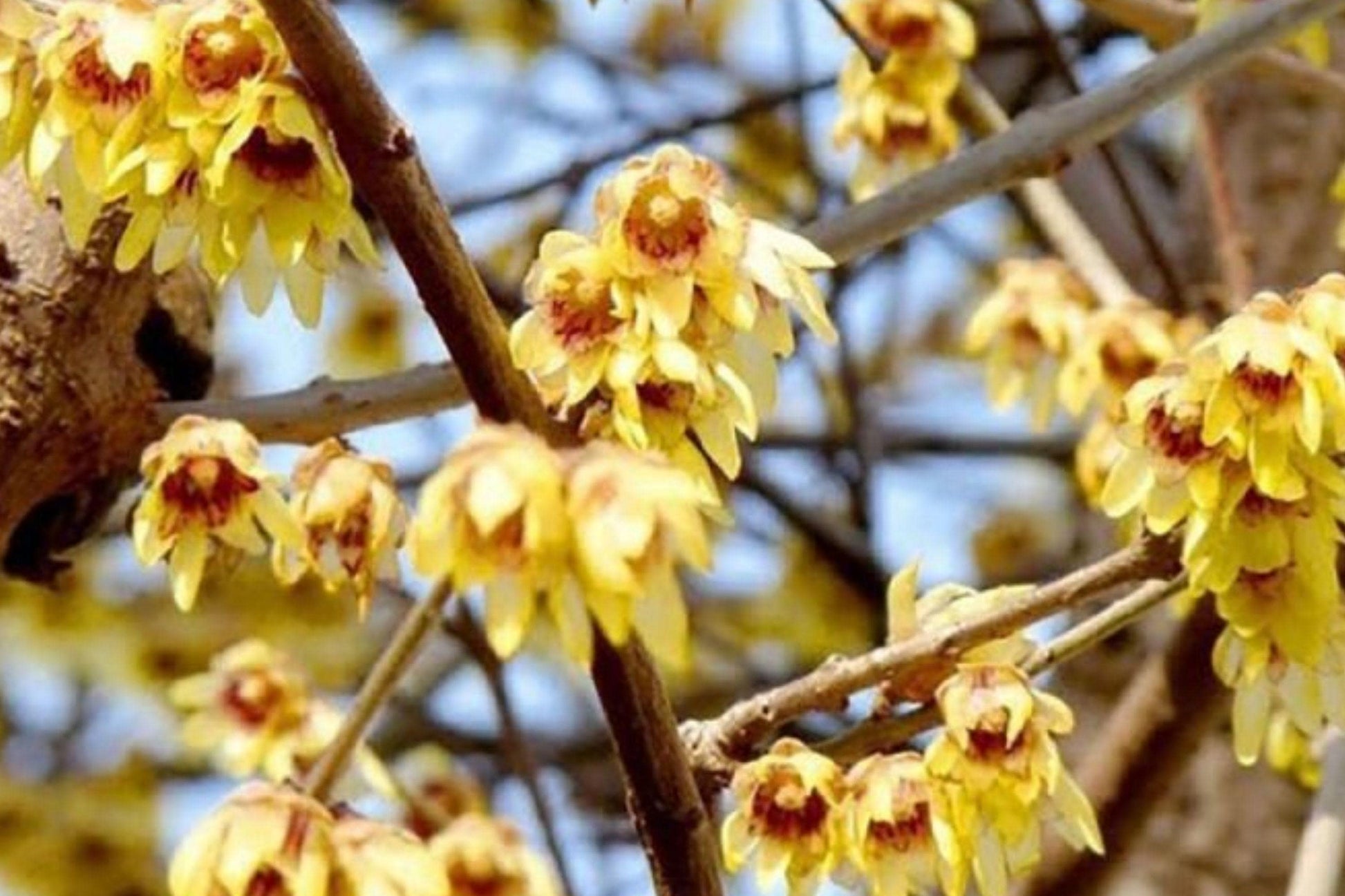 Chimonanthus Praecox Wintersweet Seeds – Fragrant Yellow Winter Blooming Ornamental Shrub, 10 Pack