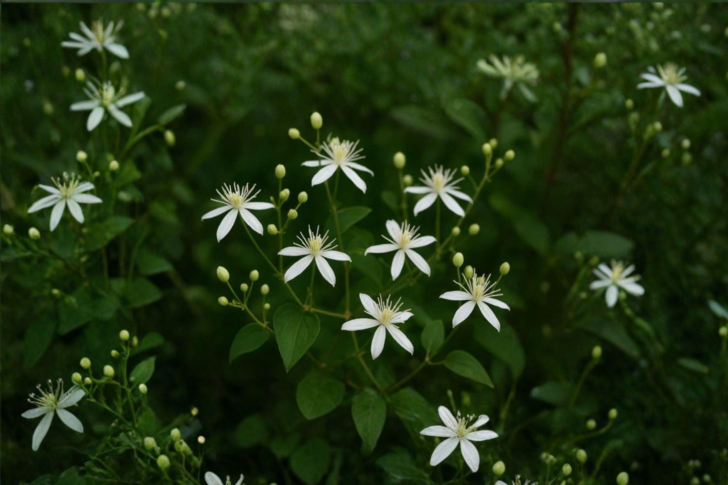 Clematis Virginiana Seeds – Native Climbing Vine with Fragrant White Blooms, Fast-Growing, Pollinator-Friendly, Garden Trellis Plant