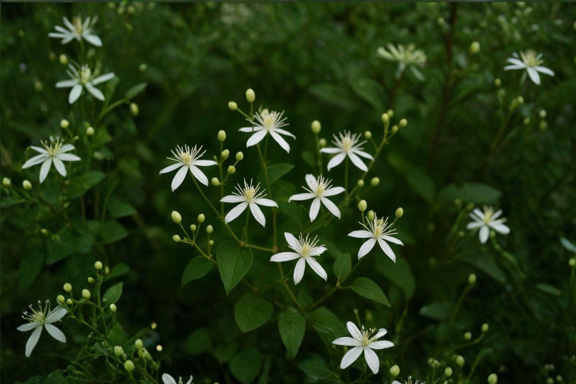 Clematis Virginiana Seeds – Native Climbing Vine with Fragrant White Blooms, Fast-Growing, Pollinator-Friendly, Garden Trellis Plant