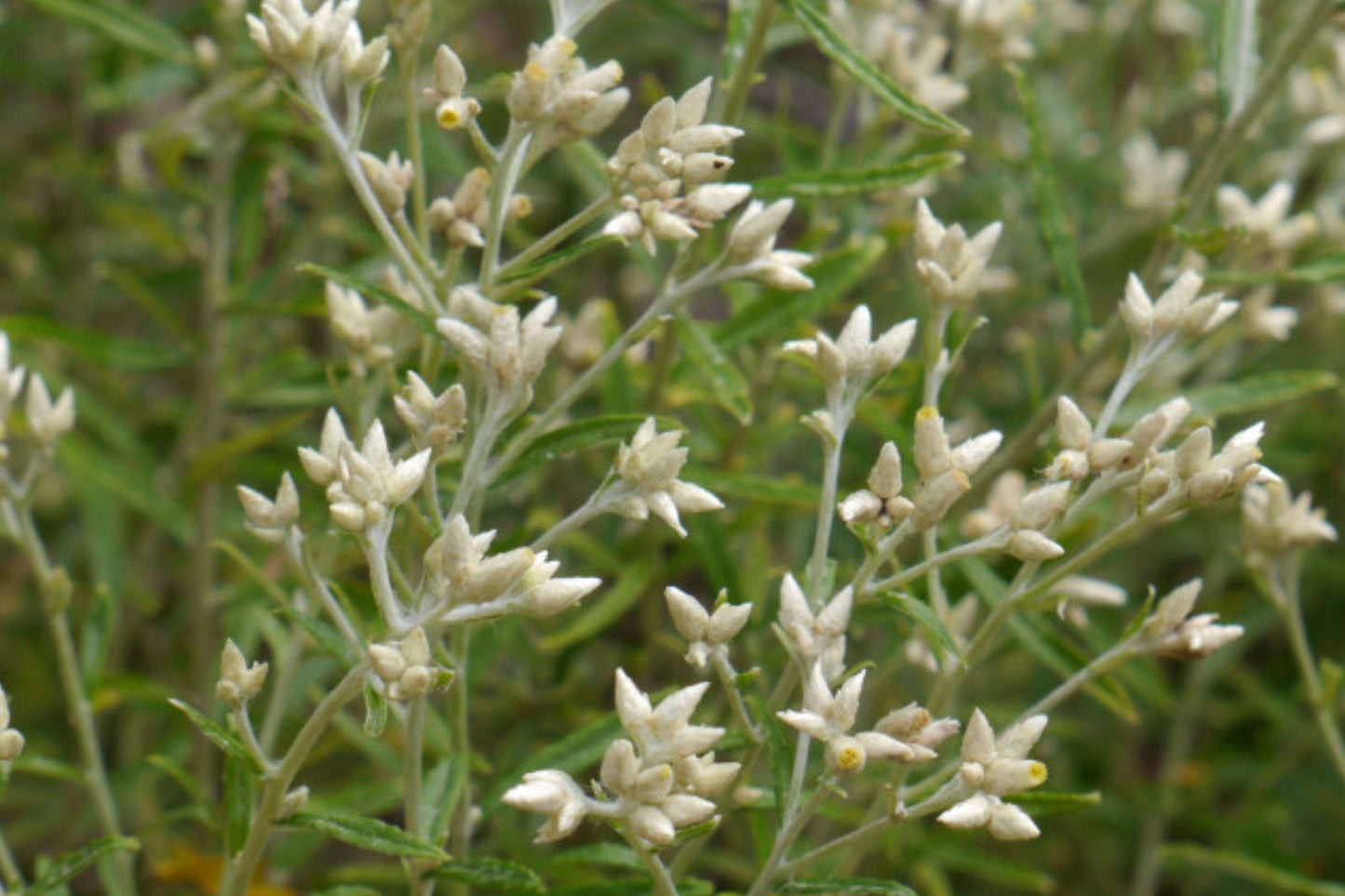 Sweet Everlasting Wildflower Seeds – Hardy Perennial with Silvery Foliage and White Clusters, Pseudognaphalium