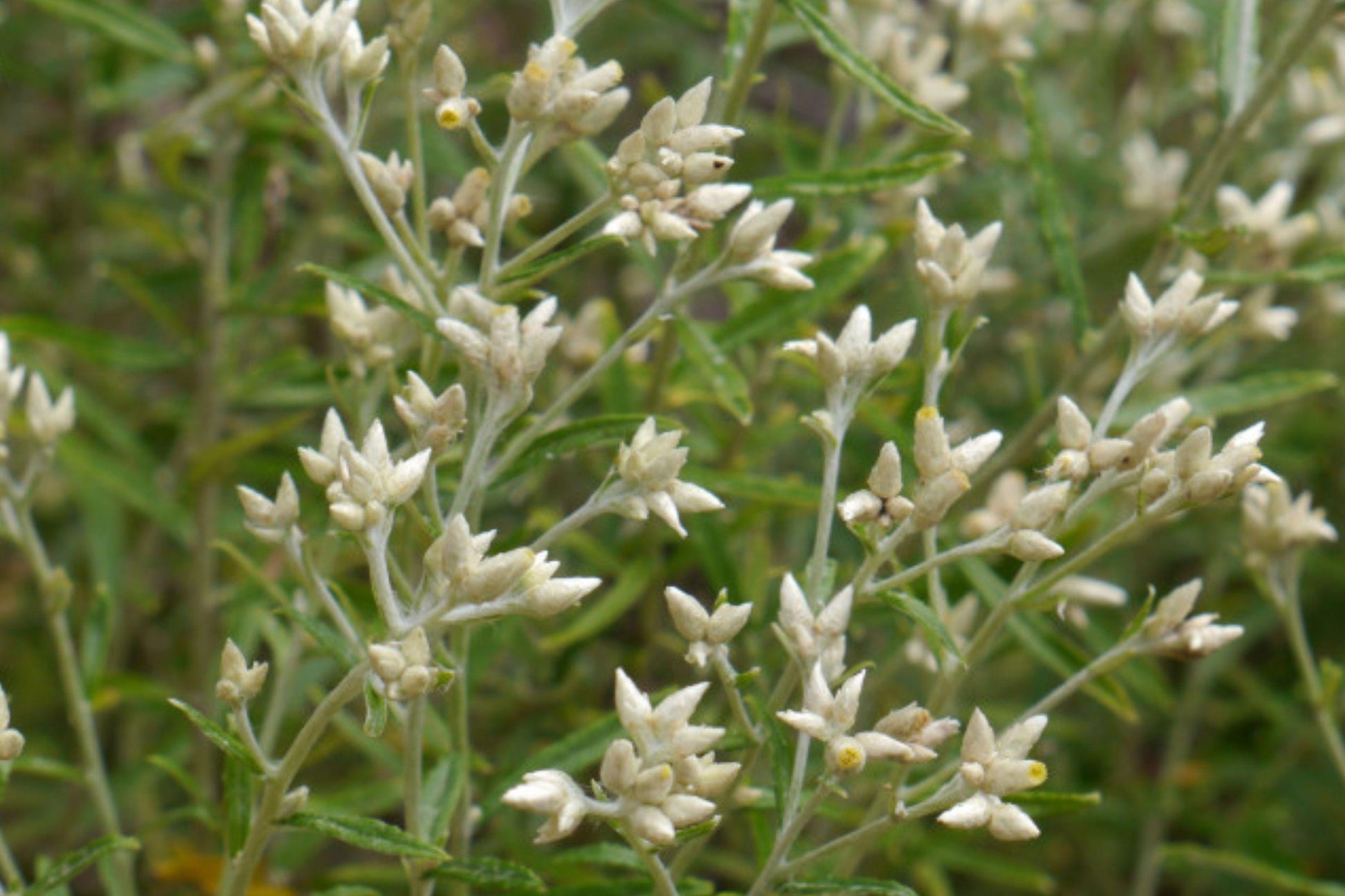 Sweet Everlasting Wildflower Seeds – Hardy Perennial with Silvery Foliage and White Clusters, Pseudognaphalium