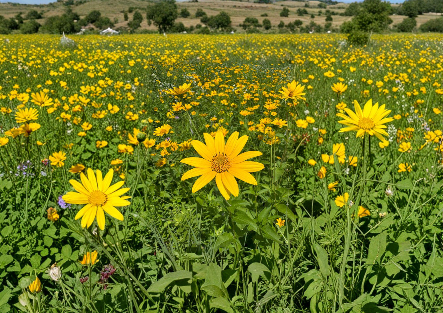 Heliopsis Helianthoides Seeds – 100 Perennial Yellow Daisy Flower Seeds for Garden, Borders, and Pollinator Gardens