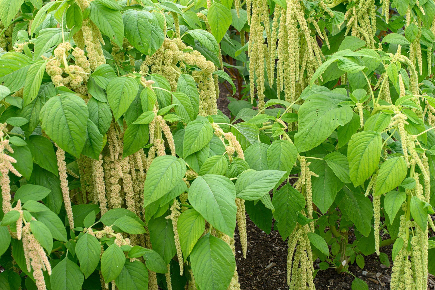 Green Amaranth Seeds, Chinese Spinach, Edible Leafy Vegetable, Fast Growing Non-GMO Seeds