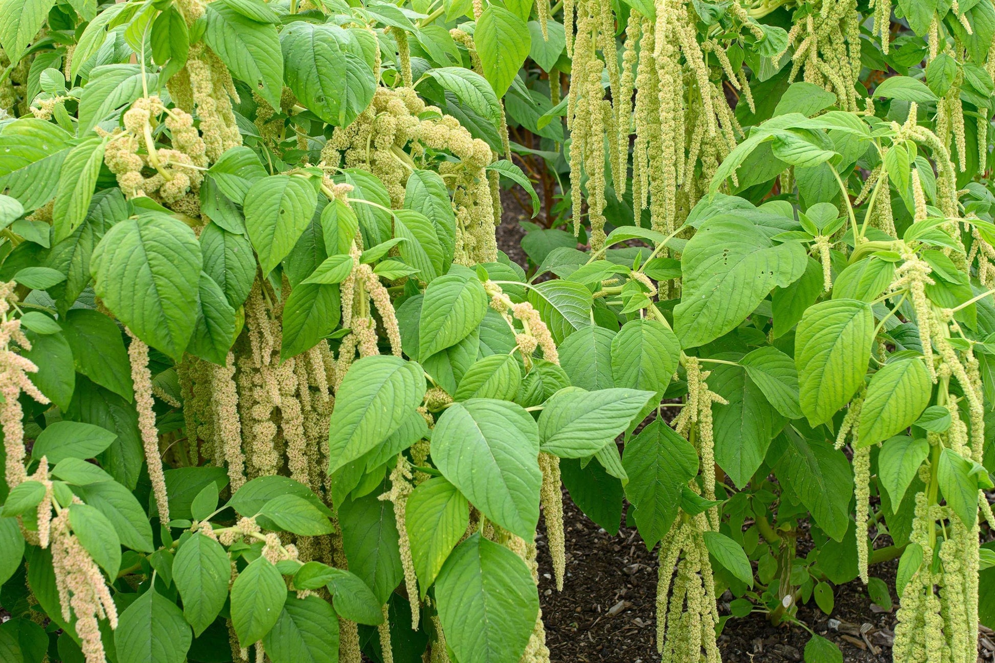 Green Amaranth Seeds, Chinese Spinach, Edible Leafy Vegetable, Fast Growing Non-GMO Seeds