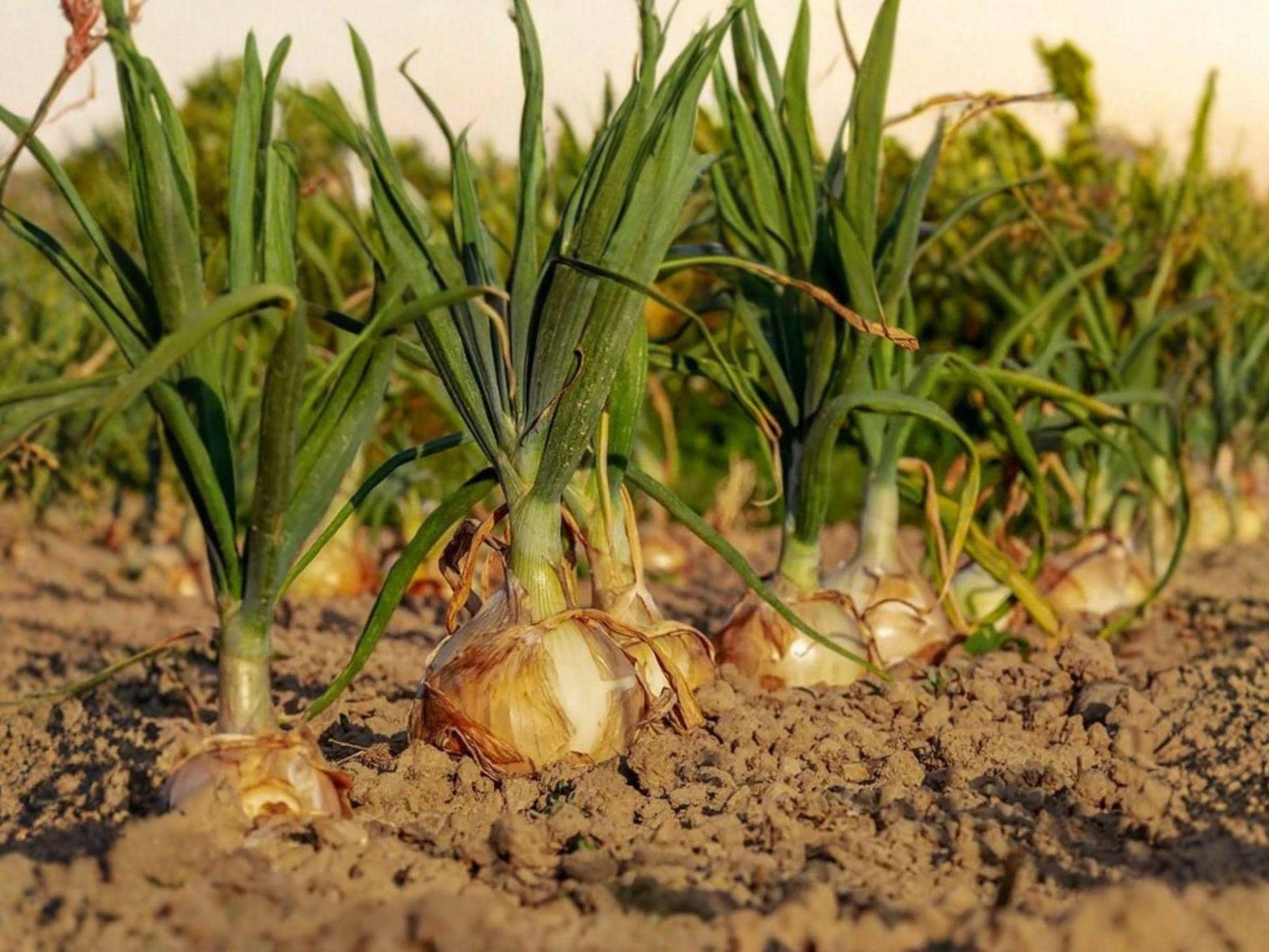 Walla Walla Long Onion Seeds – Allium cepa, Large Bulbs, Green Leaves, Garden Vegetable, 50 Seeds