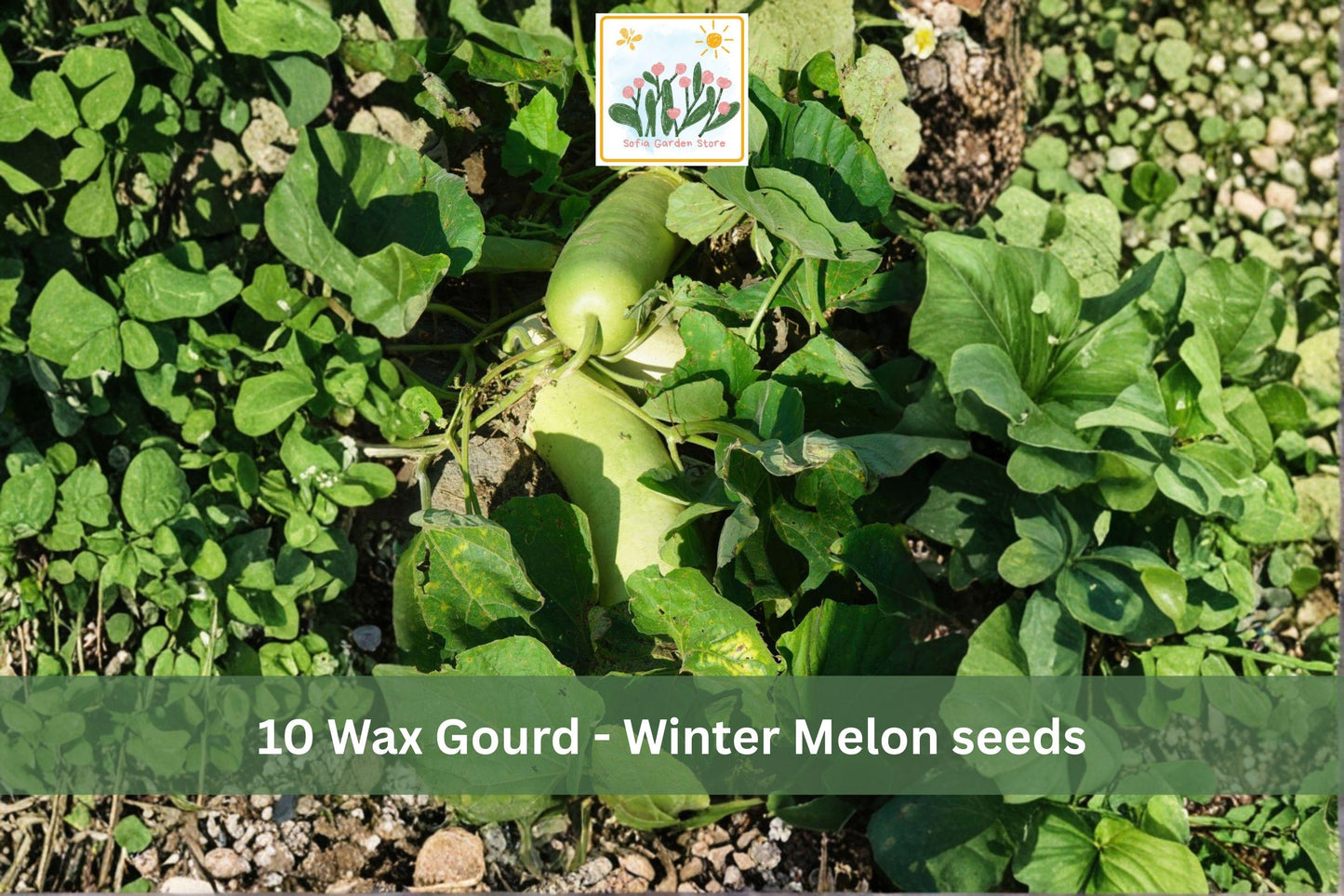 Wax Gourd Seeds – 10 Benincasa hispida Vining Vegetable Seeds for Trellis & Garden Growth