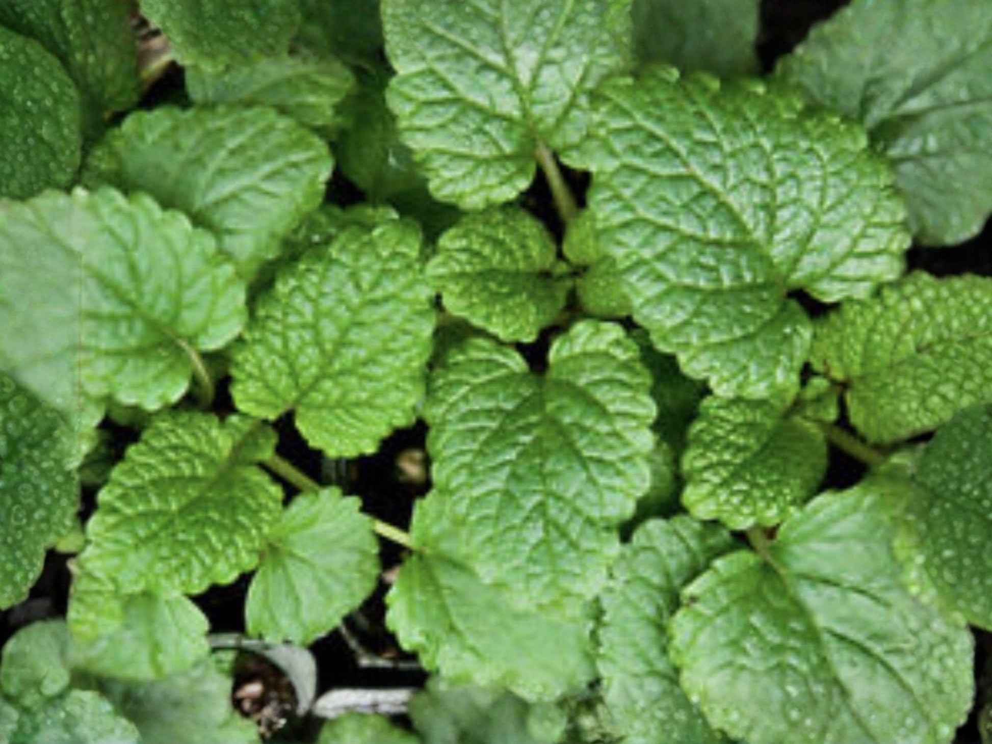 Heirloom Lemon Balm Seeds – Fragrant Herb Garden, Melissa officinalis, Non-GMO, Open-Pollinated, Kitchen & Container Gardening (100 Seeds)