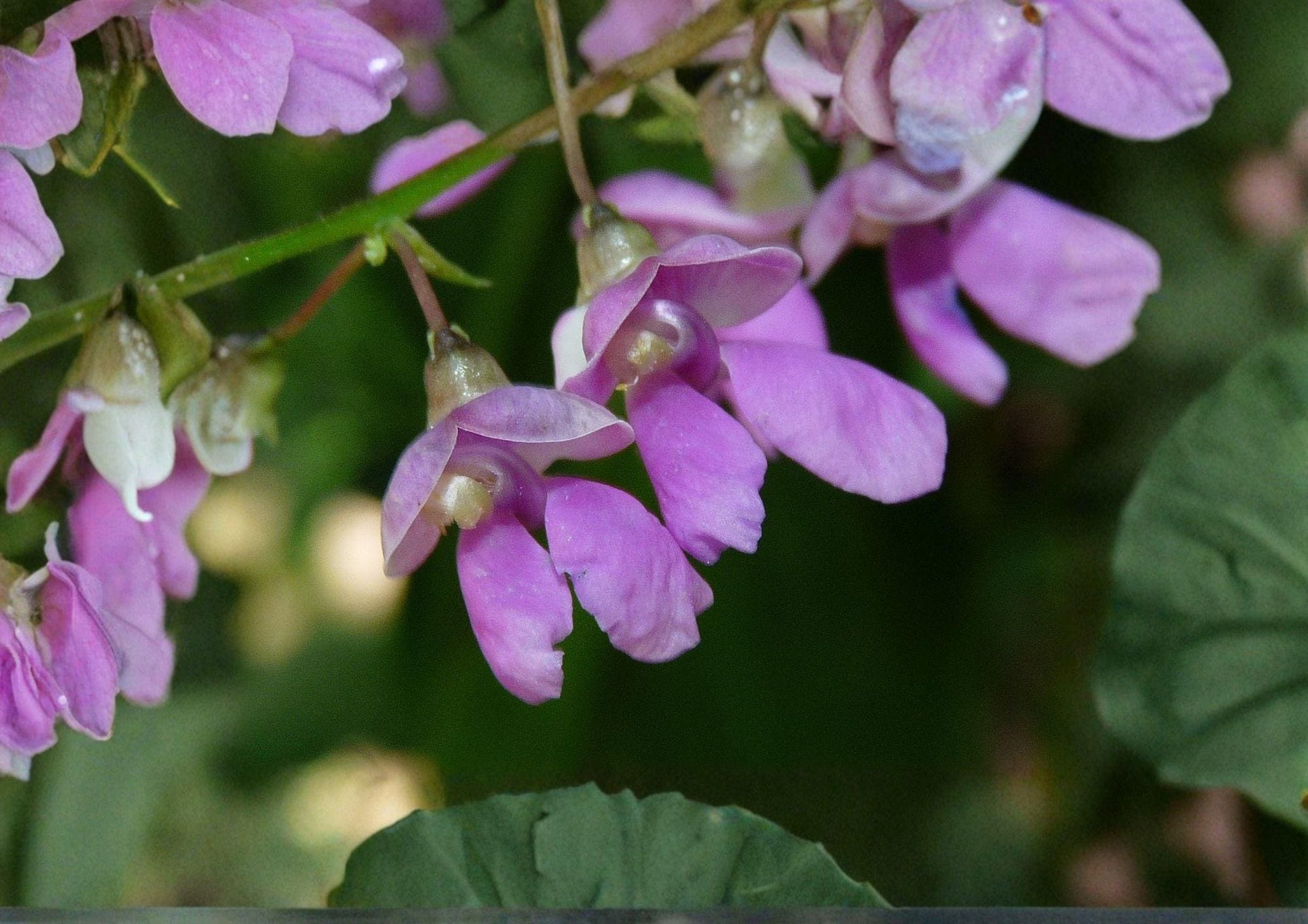 Wild Kidney Bean Vine Seeds – Native Climbing Perennial Plant for Gardens, Pollinator Friendly, 5 Seeds, Grow Phaseolus Polystachios