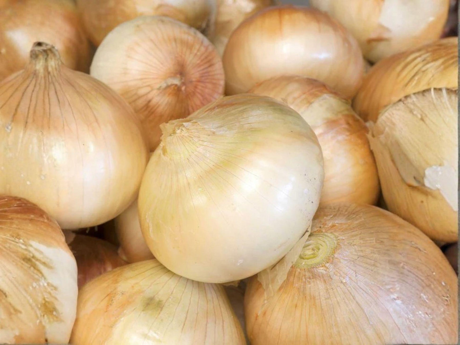 Walla Walla Sweet Onion Seeds – Heirloom Large Mild Yellow Garden Vegetable, Long-Day Bulb, 50 Count