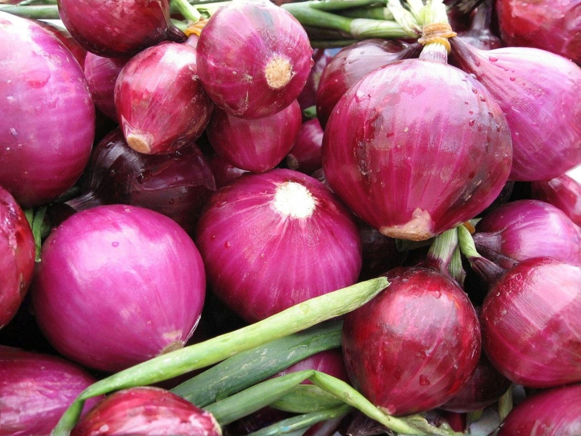 Red Grano Onion Seeds – Heirloom Short Day Vegetable Garden Variety for Warm Climates, Red Bulb, 50 Seeds