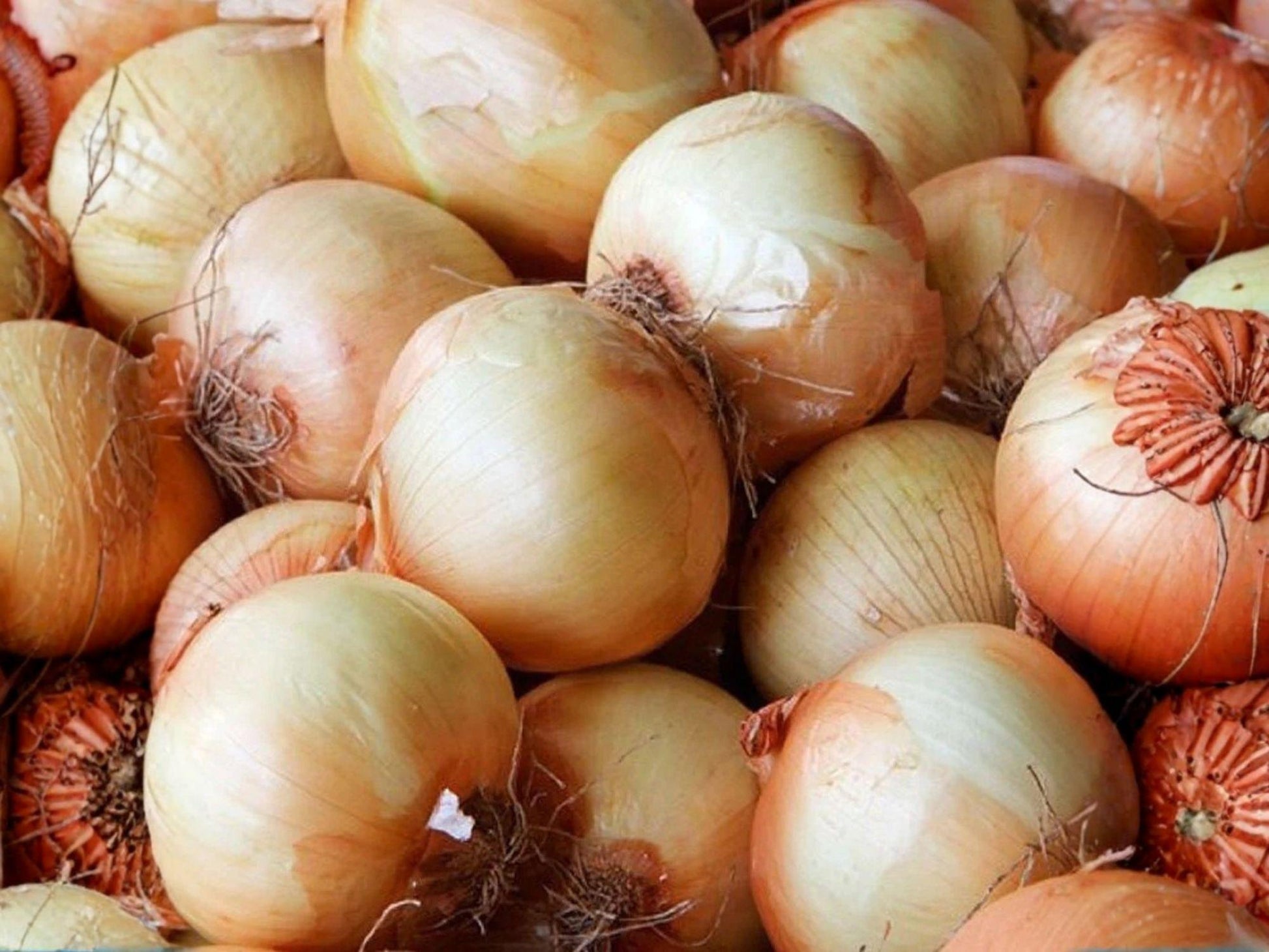 Utah Yellow Sweet Spanish Onion Seeds – Heirloom Long-Day Vegetable Garden Bulbs for Slicing and Cooking