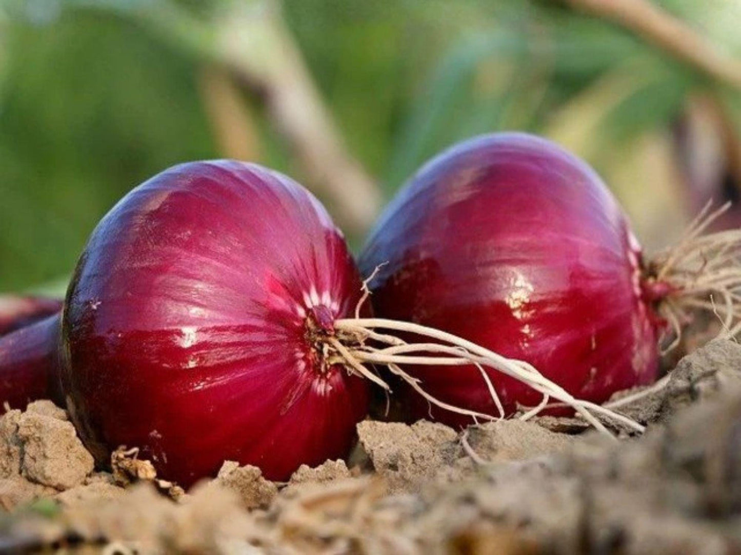 Southport Red Globe Onion Seeds – 50 Heirloom Long-Day Red Bulbs for Storage, Globe-Shaped, Mild Flavor, Full Sun, Vegetable Garden