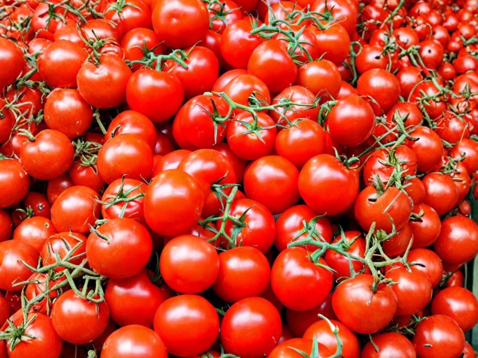 Legend Heirloom Tomato Seeds – 30 Slicing Red, Disease Resistant, Early Harvest, Garden Plants, Heirloom Vegetable Seeds