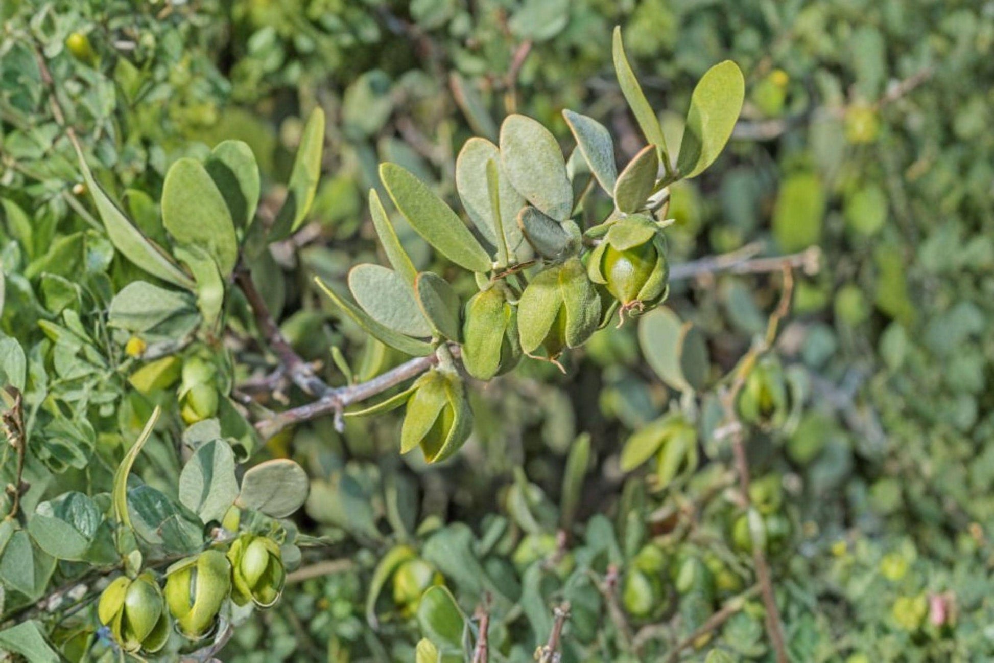 Jojoba Seeds Simmondsia Chinensis for Oil Production, Drought Tolerant Evergreen Shrub, Desert Garden Plant