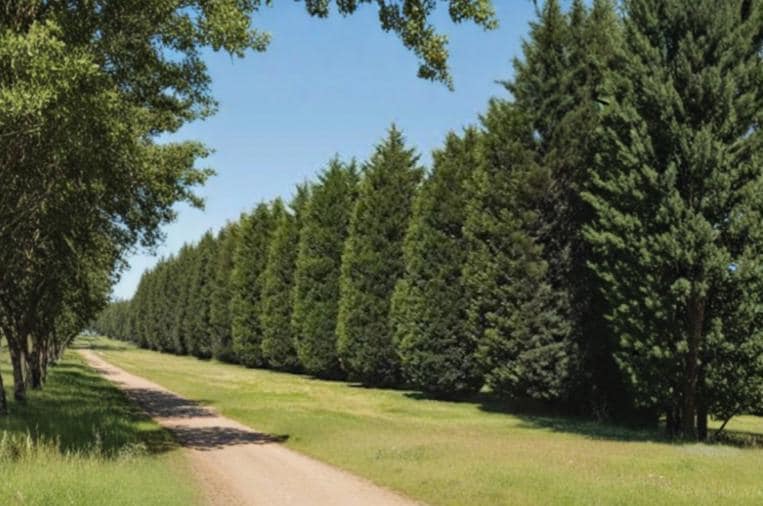 Leyland Cypress Cuttings 15 Unrooted 6-8" Privacy Screen Evergreen Conifer (Cupressus × leylandii)