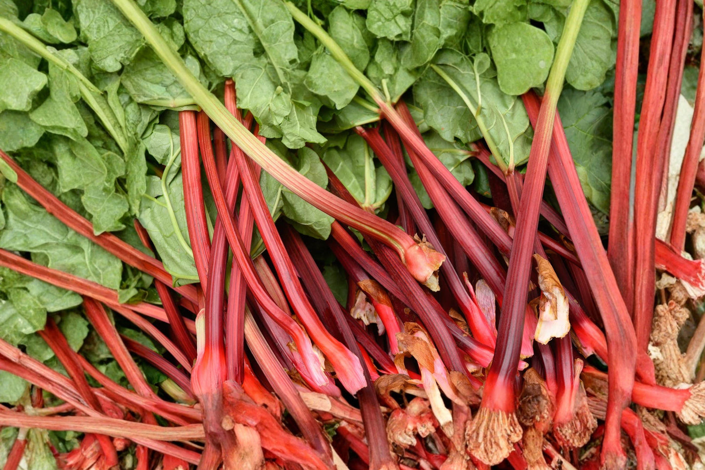 Victoria Rhubarb Seeds – Heirloom Perennial Vegetable for Garden, Pie Making, Cool Climate, 25 Seeds