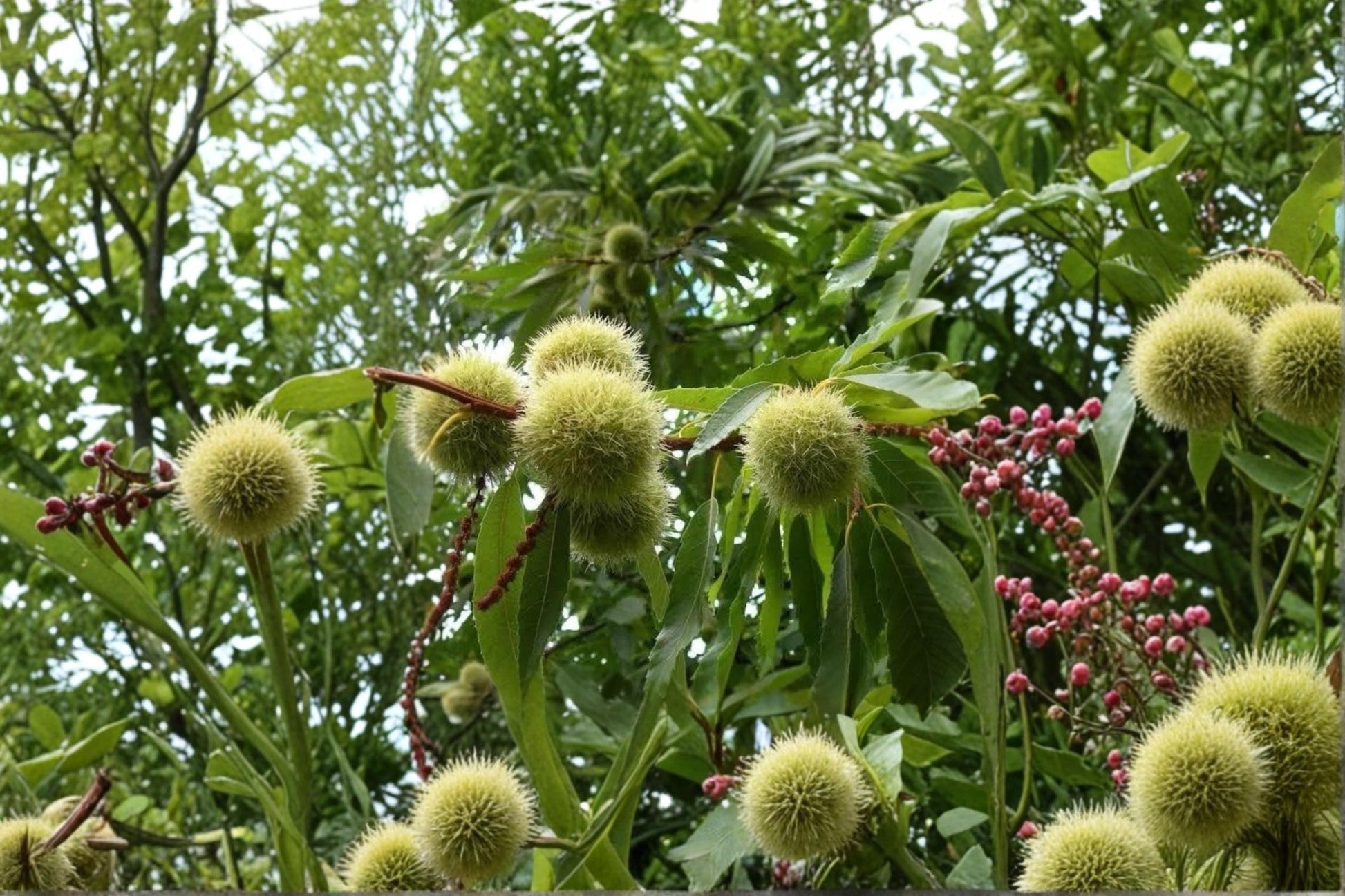 Chinese Chestnut Tree Live Plants – 2 ft Tall, Nut-Producing Deciduous Tree, Castanea mollissima for Orchard & Edible Landscape