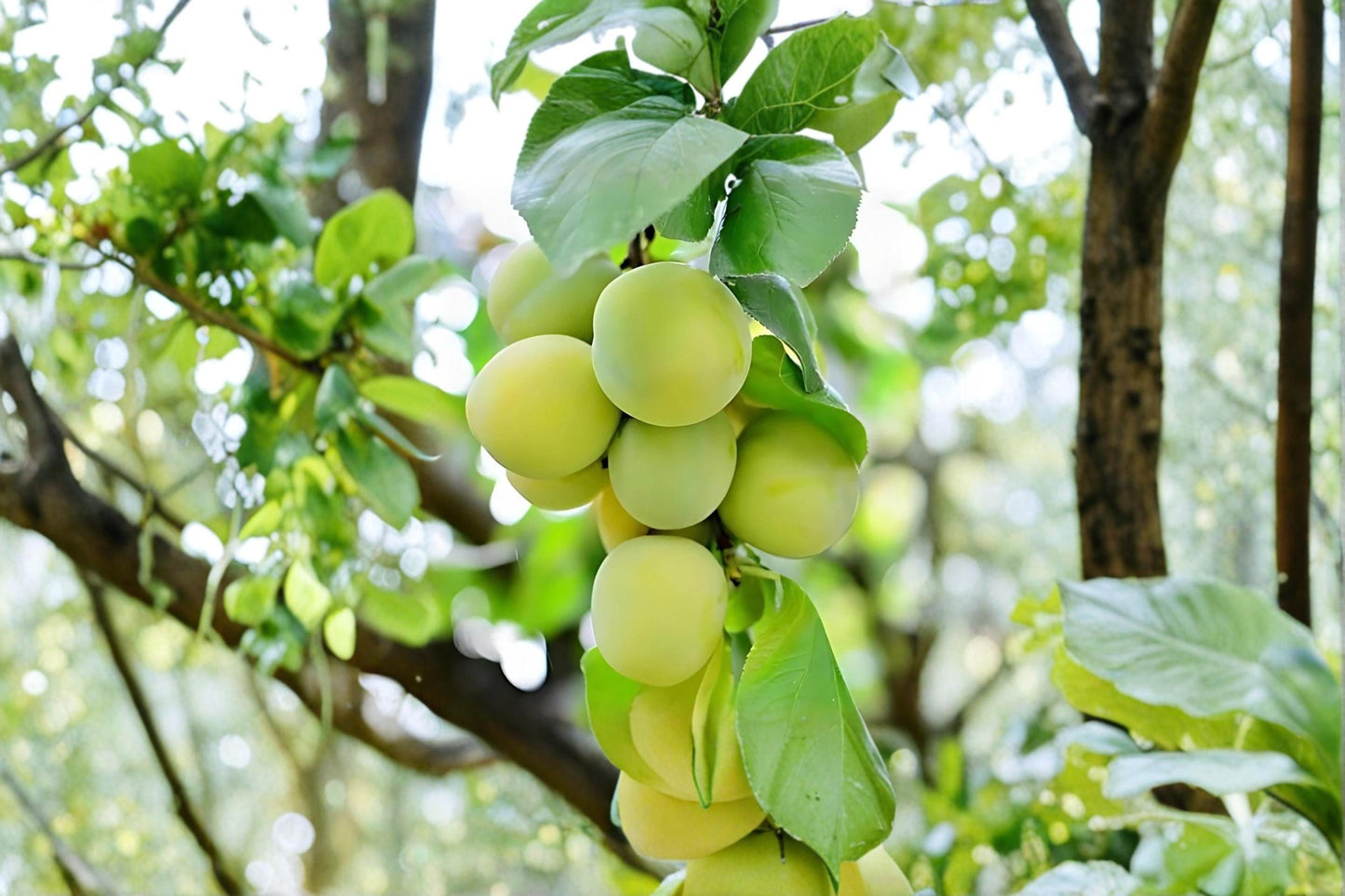Green Gage Plum Tree - Bare Root 2 ft Prunus domestica Heirloom Fruit Tree for Garden & Orchard