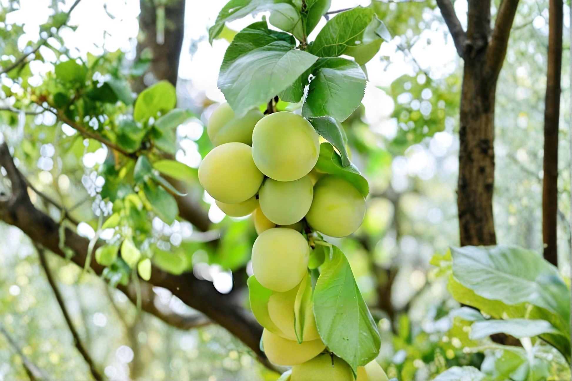 Green Gage Plum Tree - Bare Root 2 ft Prunus domestica Heirloom Fruit Tree for Garden & Orchard