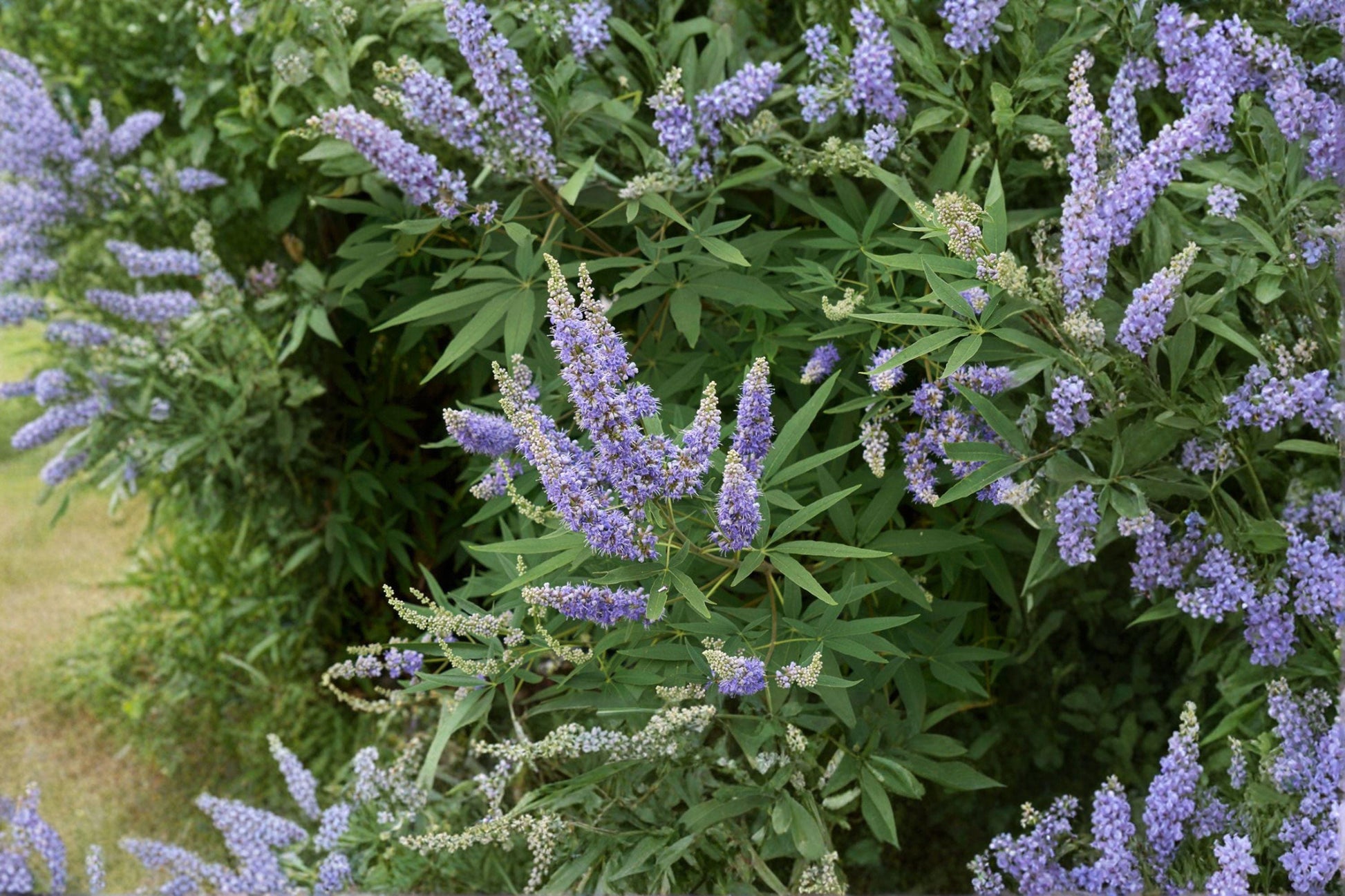 Vitex Agnus Castus Seeds – Monk’s Pepper, Drought Tolerant Ornamental Shrub, Purple Blooms, Pollinator-Friendly, 10 Seeds