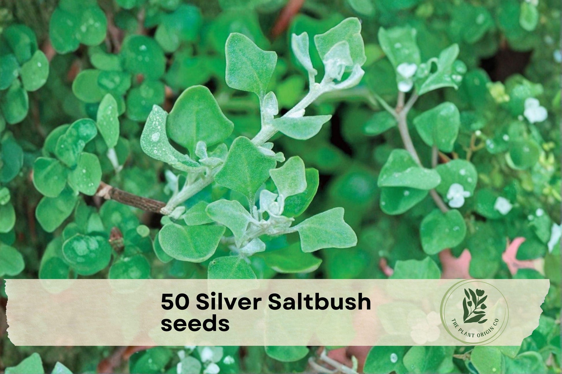 50 Silver Saltbush Seeds Atriplex canescens Drought-Tolerant Shrub for Desert Landscaping & Bonsai