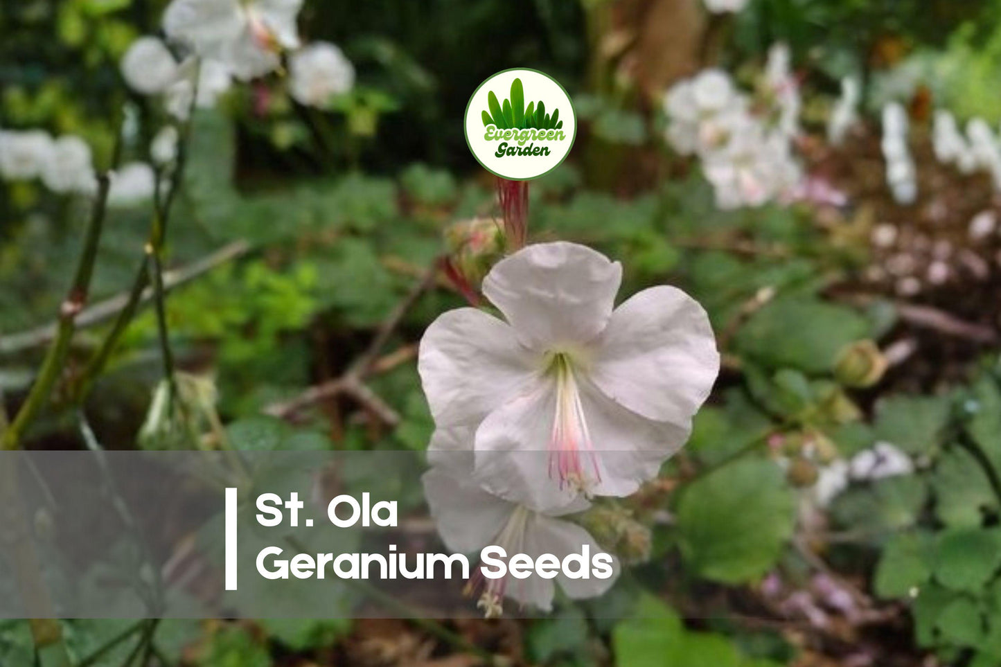 25+ St. Ola Geranium Seeds – White Hardy Perennial for Borders, Rock Gardens & Containers – Geranium spp.
