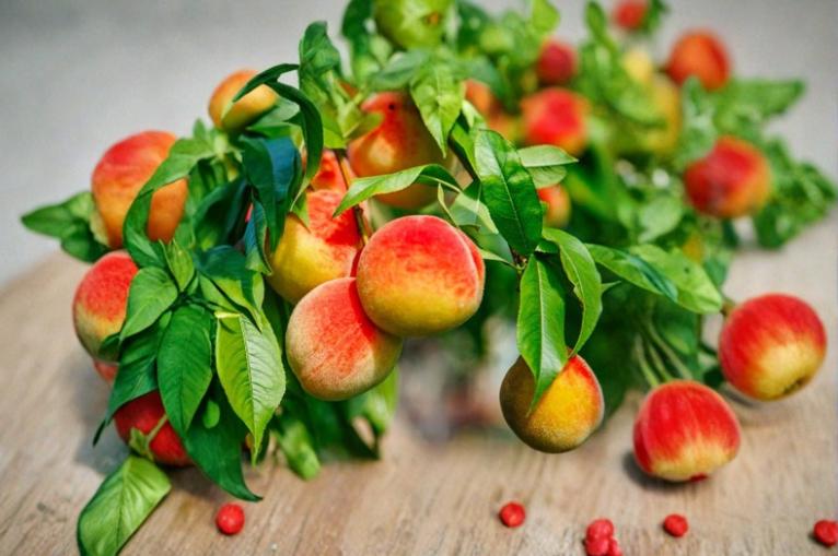 California Peach Unrooted Cuttings 6" Prunus persica Deciduous Fruit Tree for Home Garden
