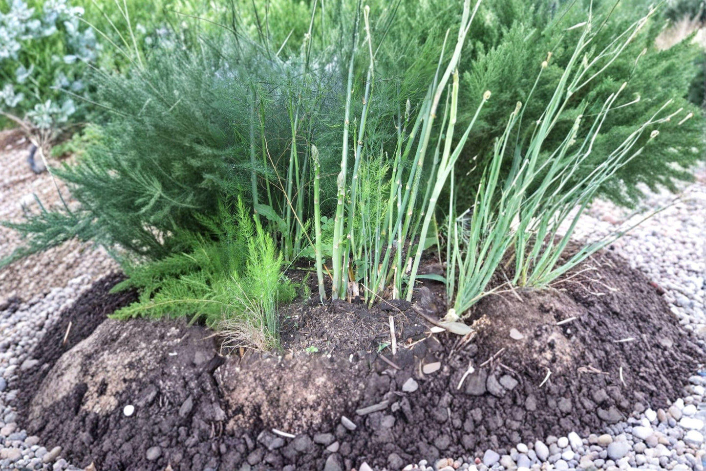 Mary Washington Asparagus Seeds - Heirloom Perennial Vegetable, Non-GMO, Easy to Grow, High Yield, Suitable for Raised Beds & Containers