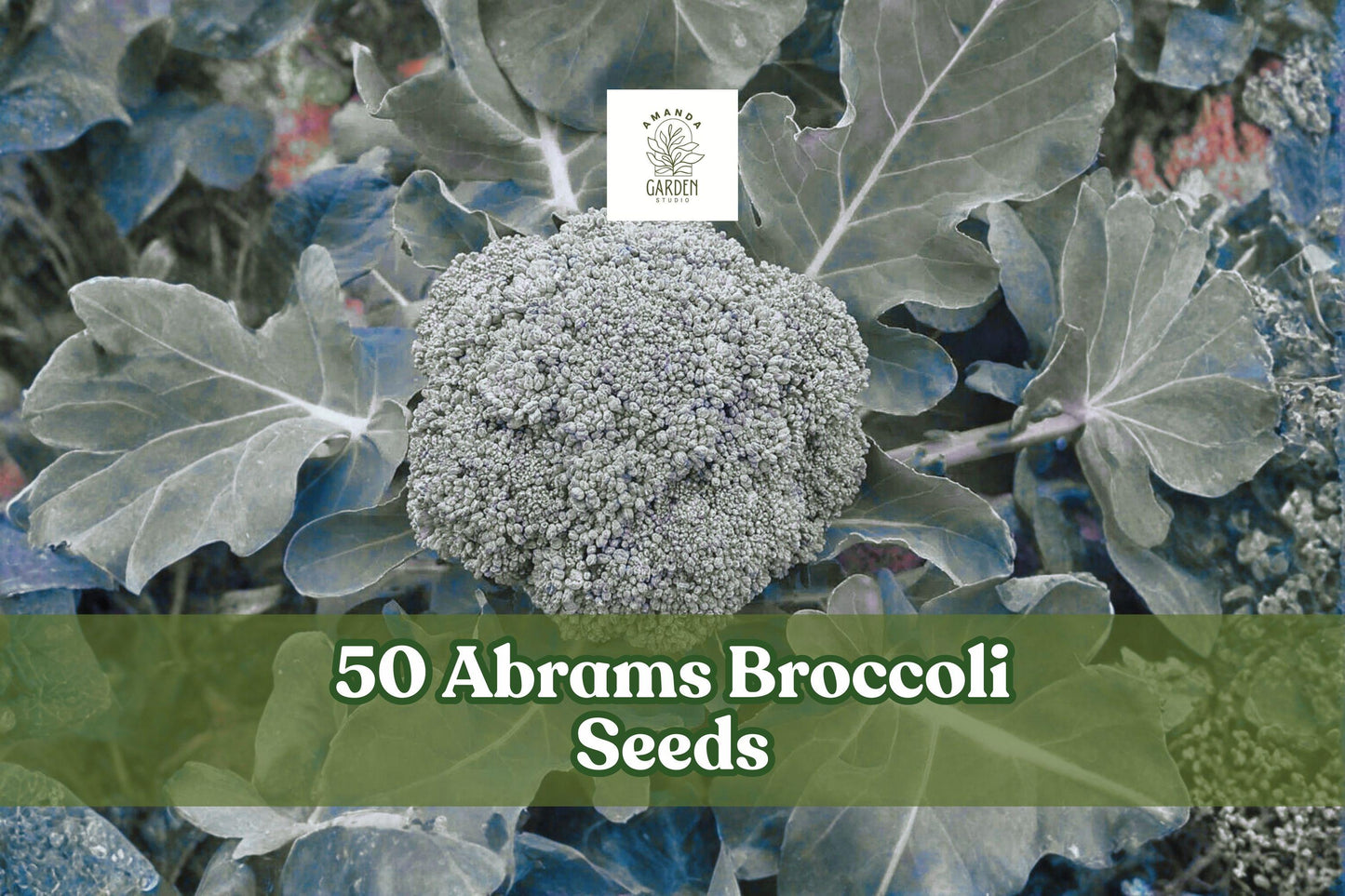 Abrams Broccoli Seeds – Heirloom Vegetable Garden, Dark Green Tight Crowns, Brassica oleracea, 50 Seeds