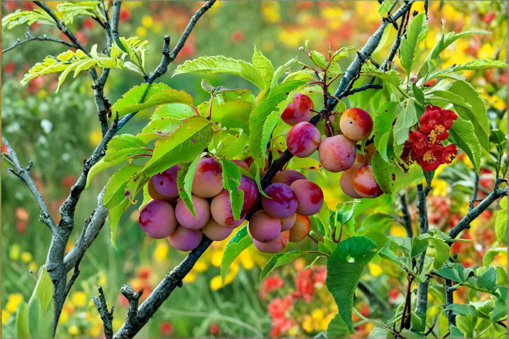 American Plum Live Trees 2 ft Tall Prunus americana Native Fruit Tree for Garden & Wildlife