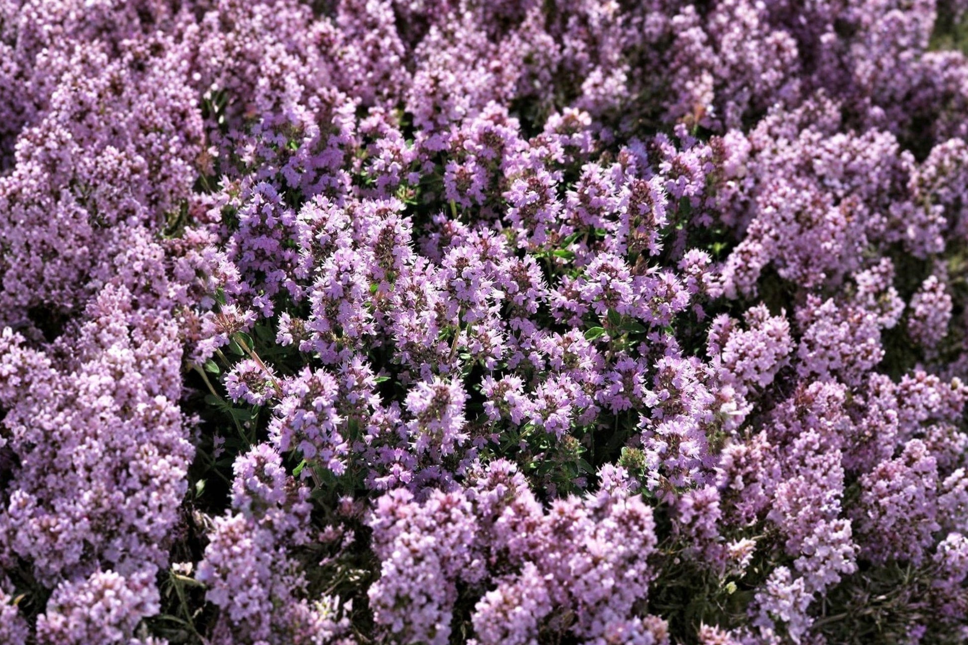 Wild Thyme Seeds, Creeping Lemon Thyme, Aromatic Perennial Herb Groundcover, Thymus pulegioides, Fragrant Herb Seeds