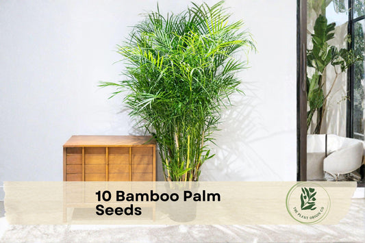 10 Bamboo Palm Seeds - Chamaedorea seifrizii Tropical Indoor & Outdoor Plant for Gardening, Ornamental Foliage, Easy to Grow