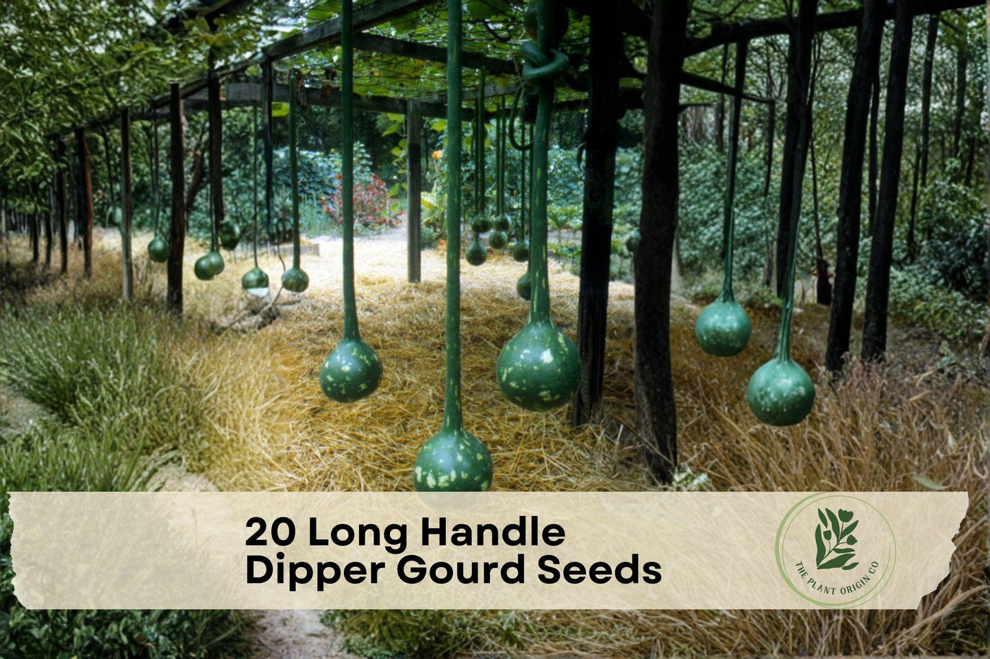 20 Long Handle Dipper Gourd Seeds | Ornamental Lagenaria Siceraria Vine for Crafting & Decoration