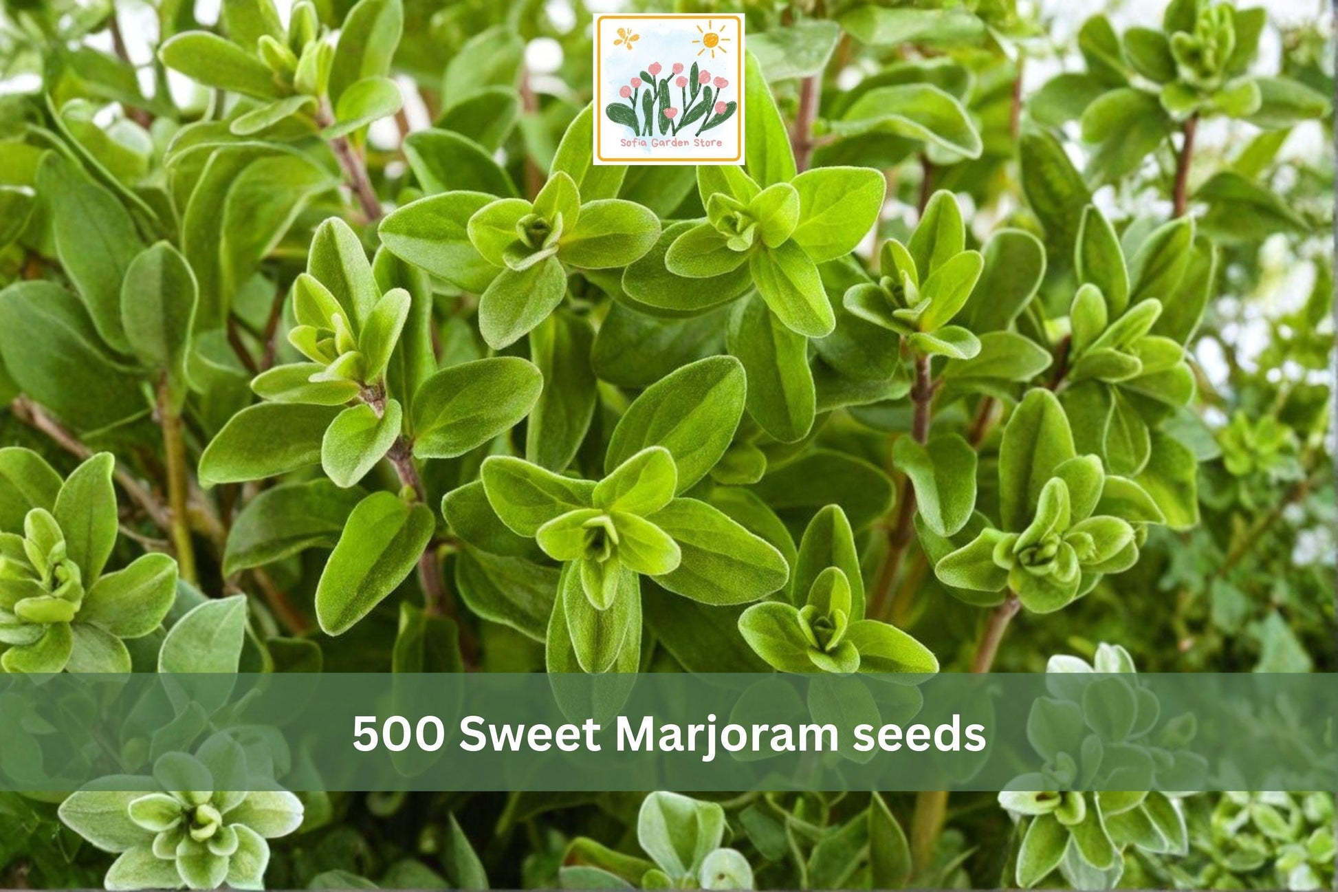 500 Sweet Marjoram Herb Seeds – Origanum majorana, Culinary, Fragrant, Compact, Heirloom, Container & Garden Bed