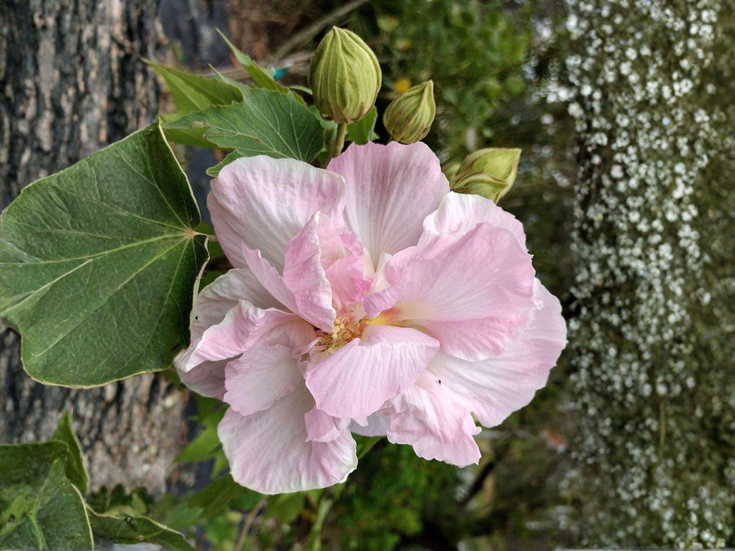 False Confederate Rose Seeds - Heirloom Hibiscus paramutabilis Non-GMO Flower Seeds for Garden, Pollinator, Ornamental Landscape