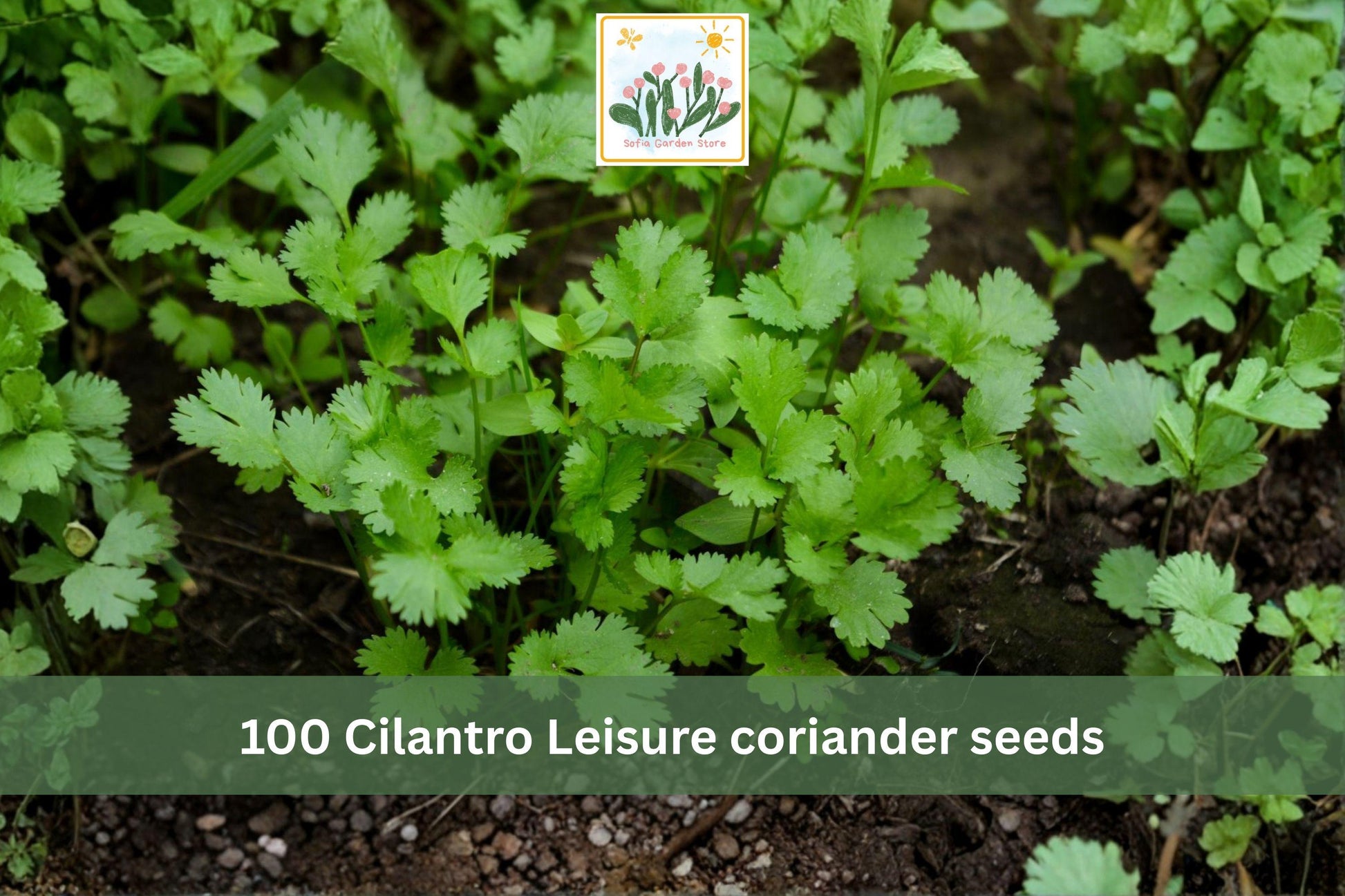 Cilantro Seeds – Leisure Coriandrum sativum Slow Bolt Herb Garden Seeds for Leaf & Seed Production