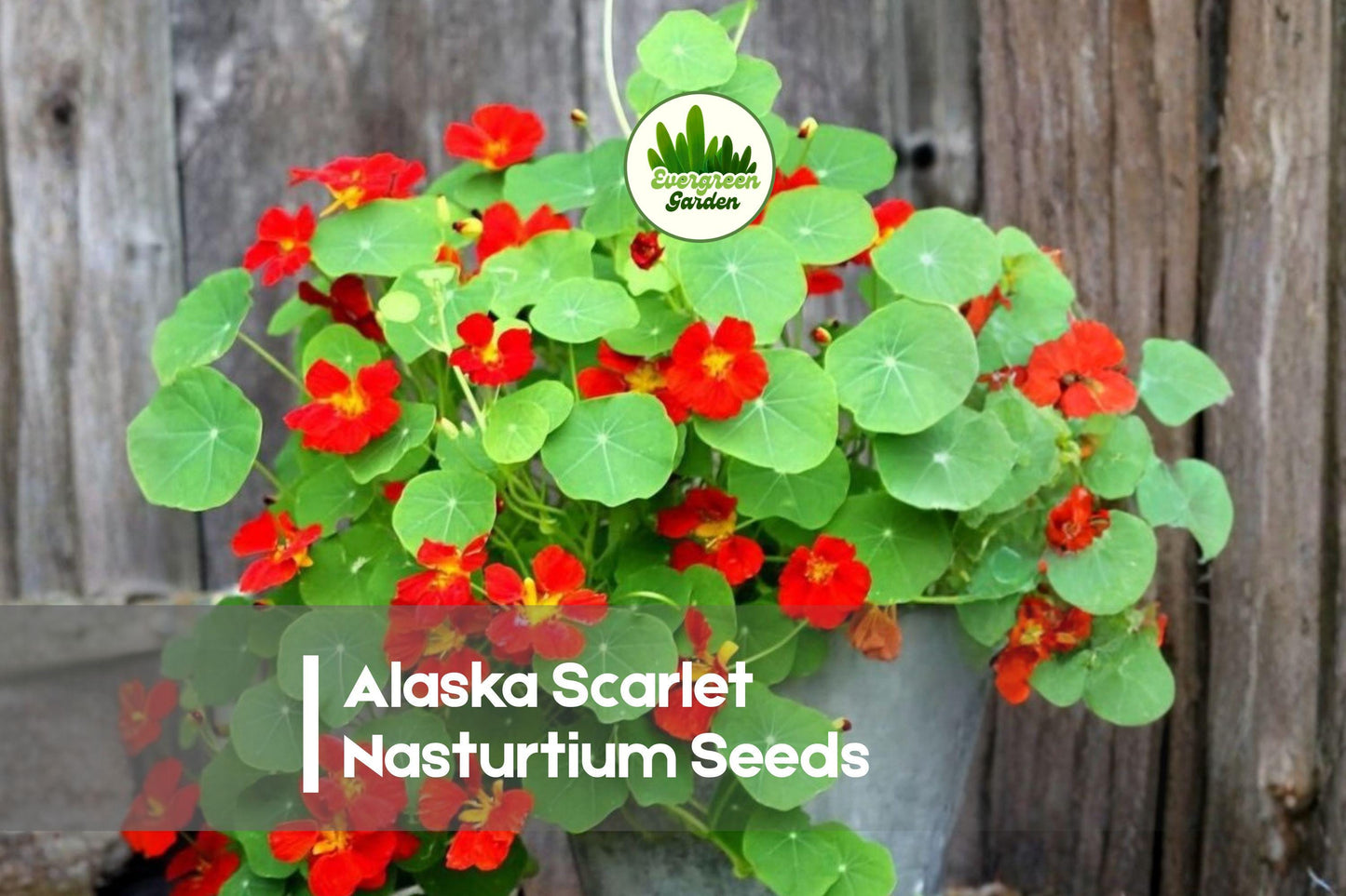 50 Alaska Scarlet Nasturtium Seeds - Vibrant Red Flowers & Variegated Cream Foliage Tropaeolum majus